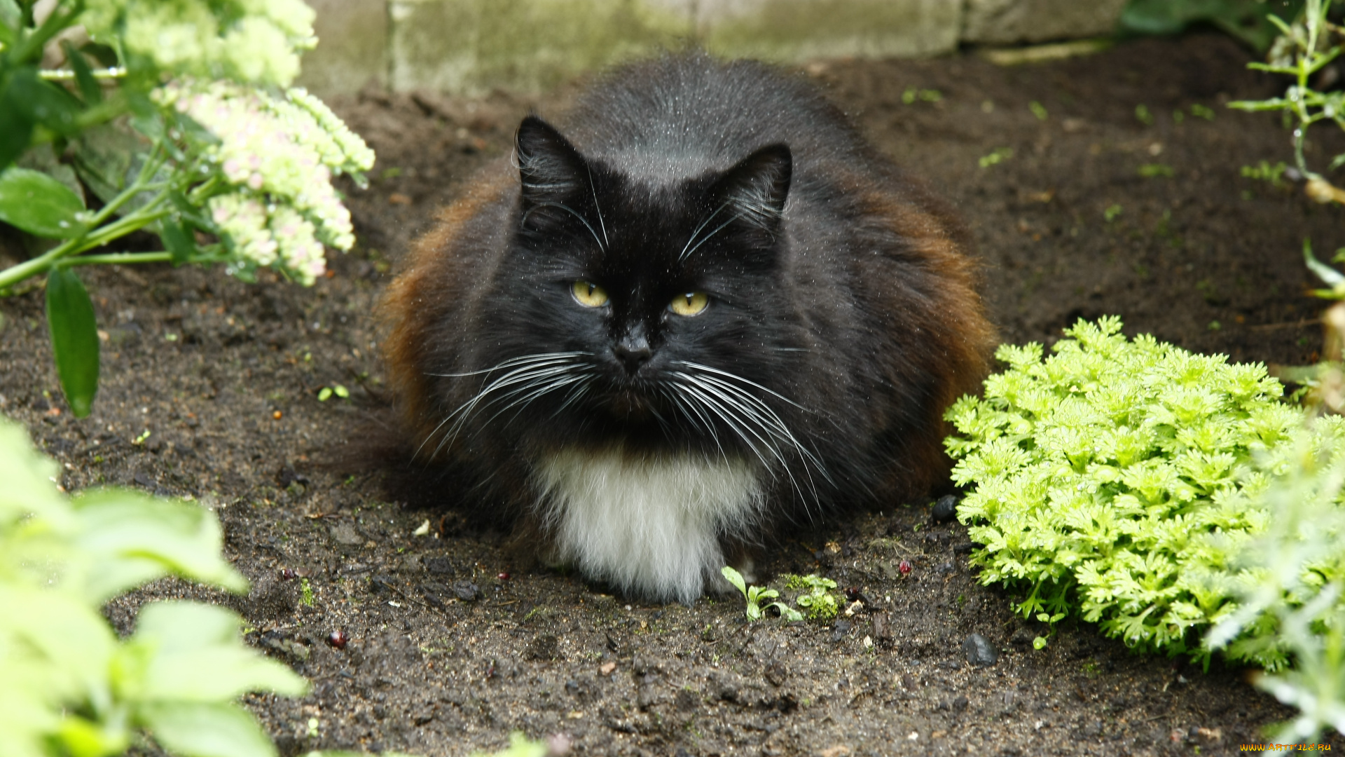 животные, коты, кот, кошка