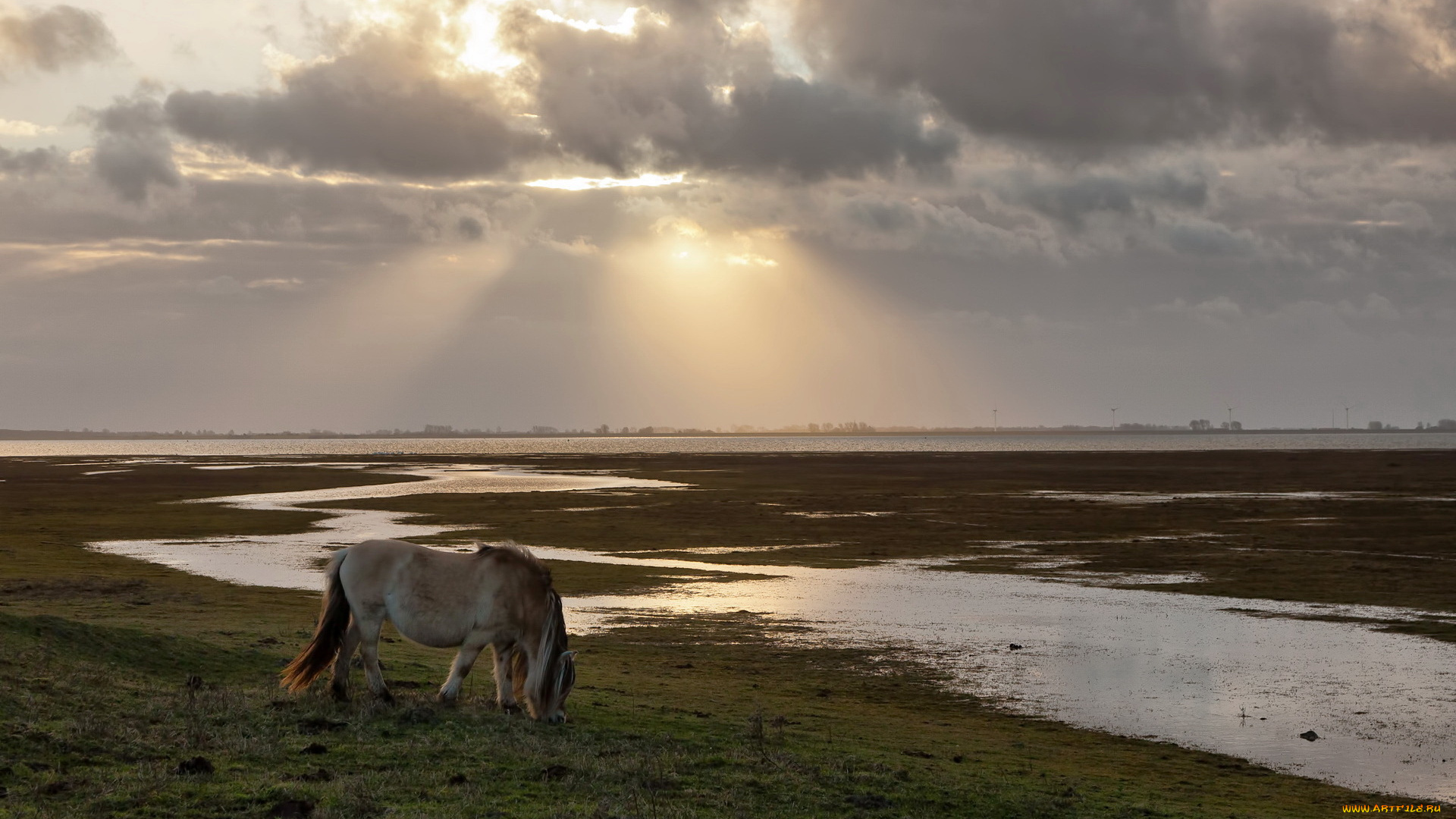 животные, лошади, пони