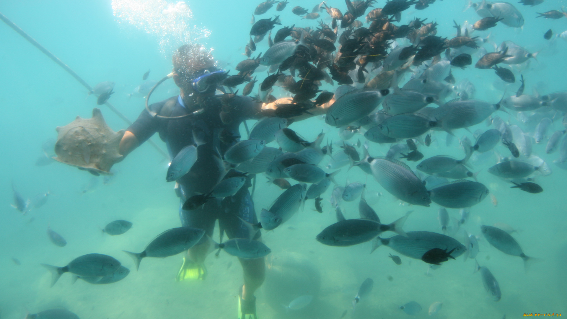 животные, рыбы, аквалангист, косяк