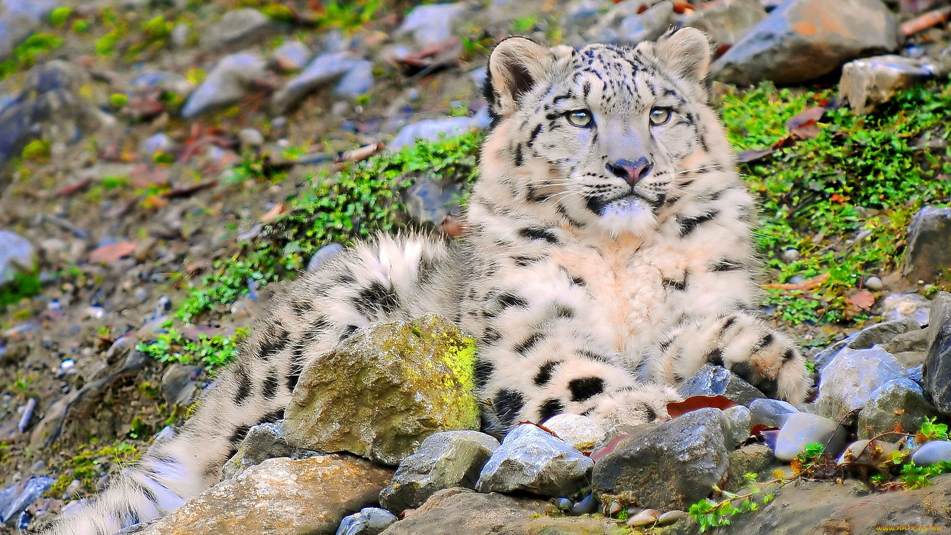 животные, снежный, барс, ирбис