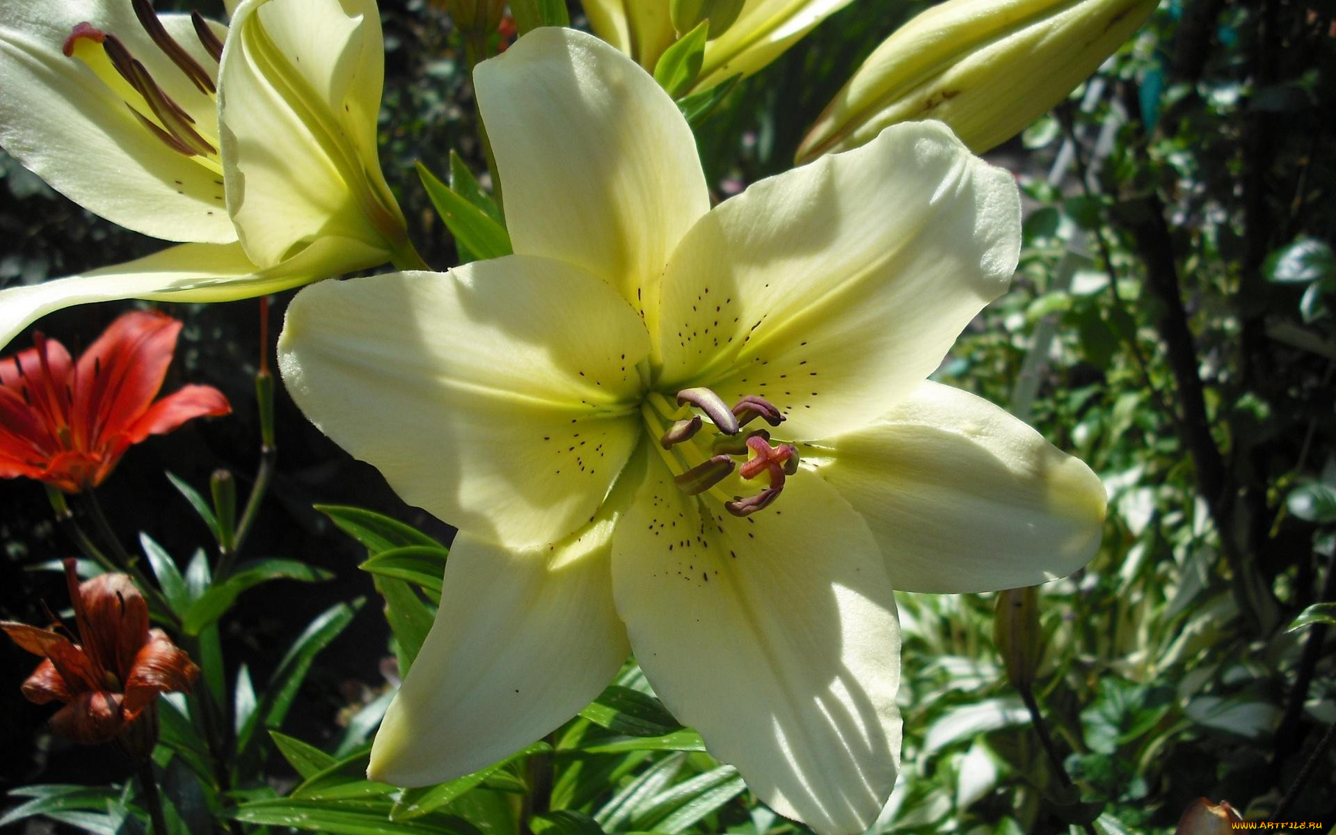 цветы, лилии, лилейники, белый