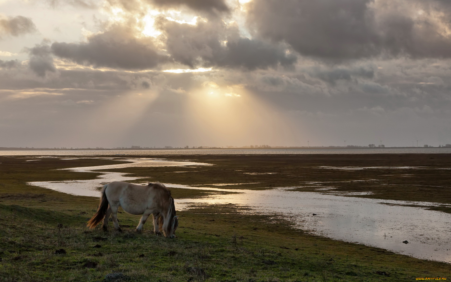 животные, лошади, пони