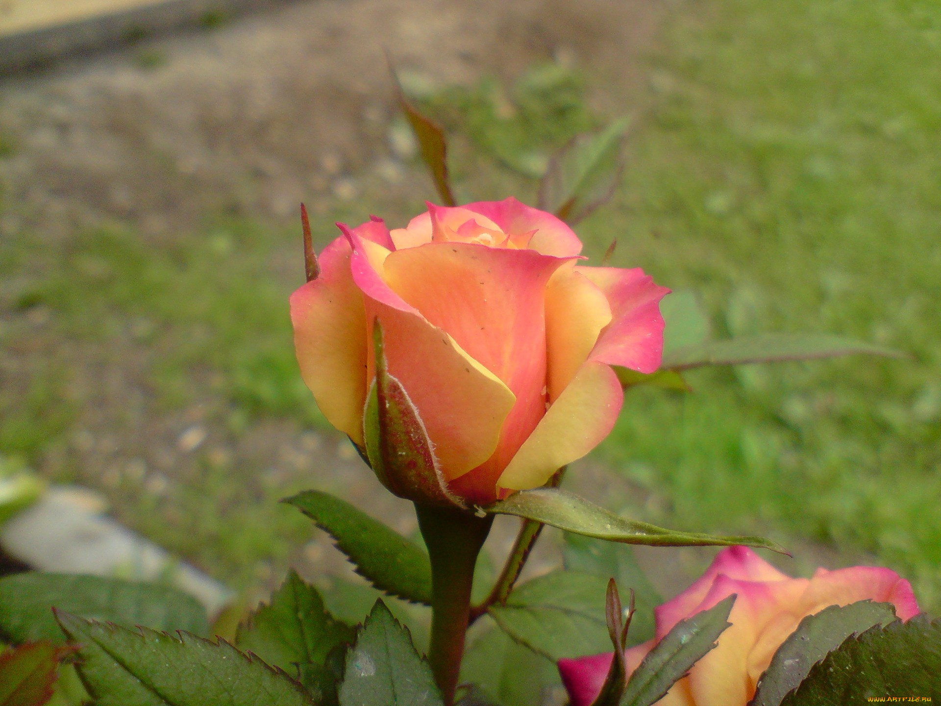 цветы, розы, двухцветный