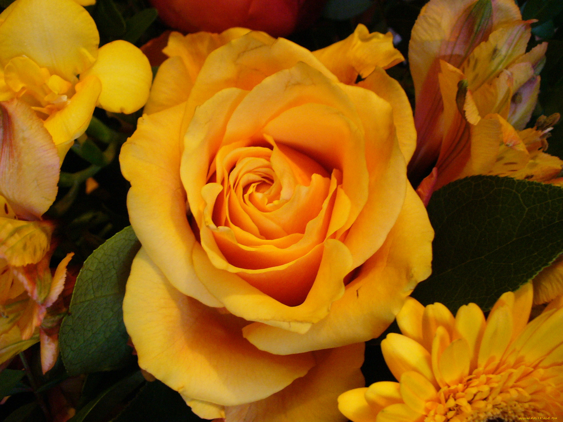 цветы, розы, оранжевый