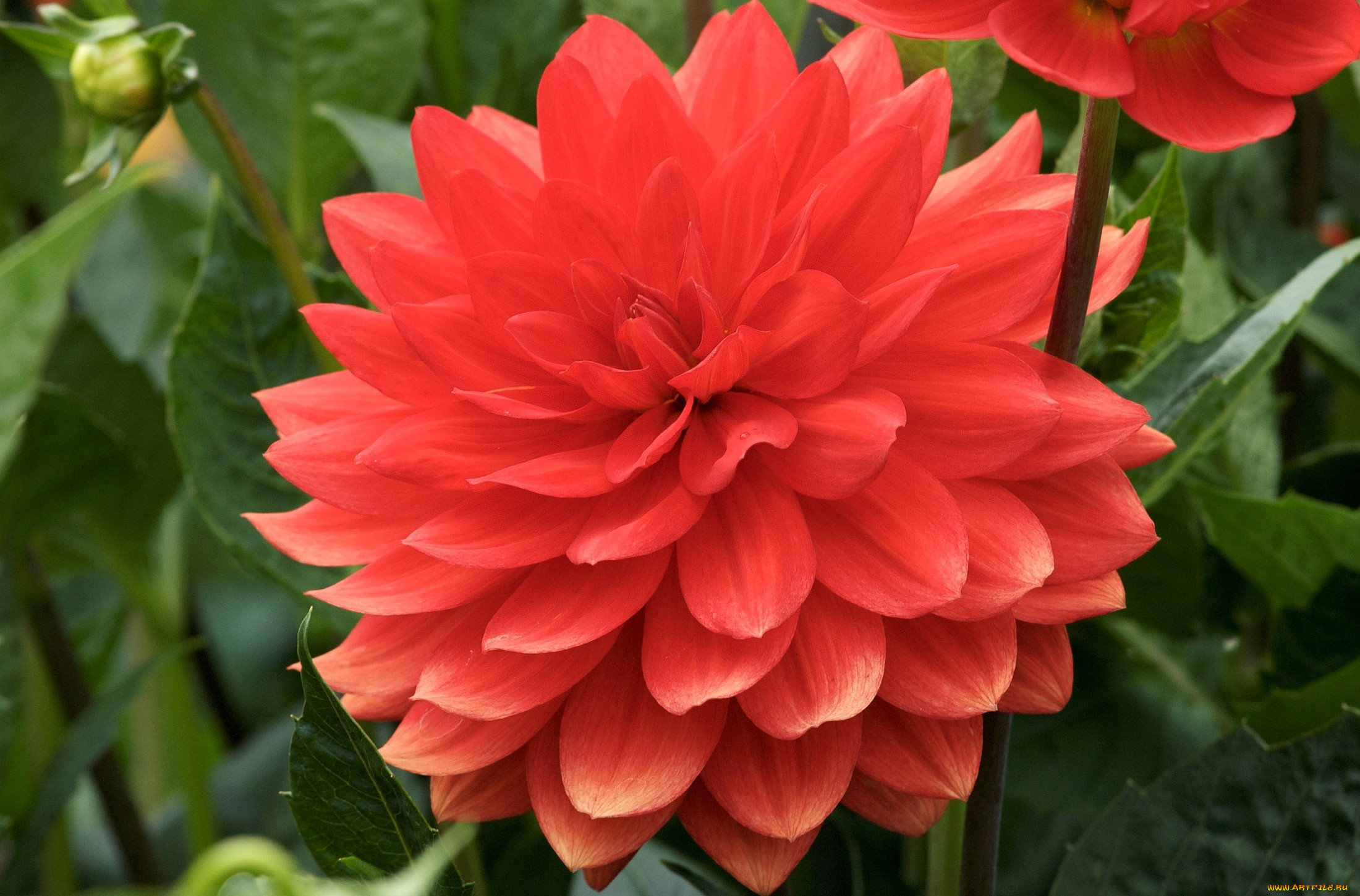 цветы, георгины, красный, круглый