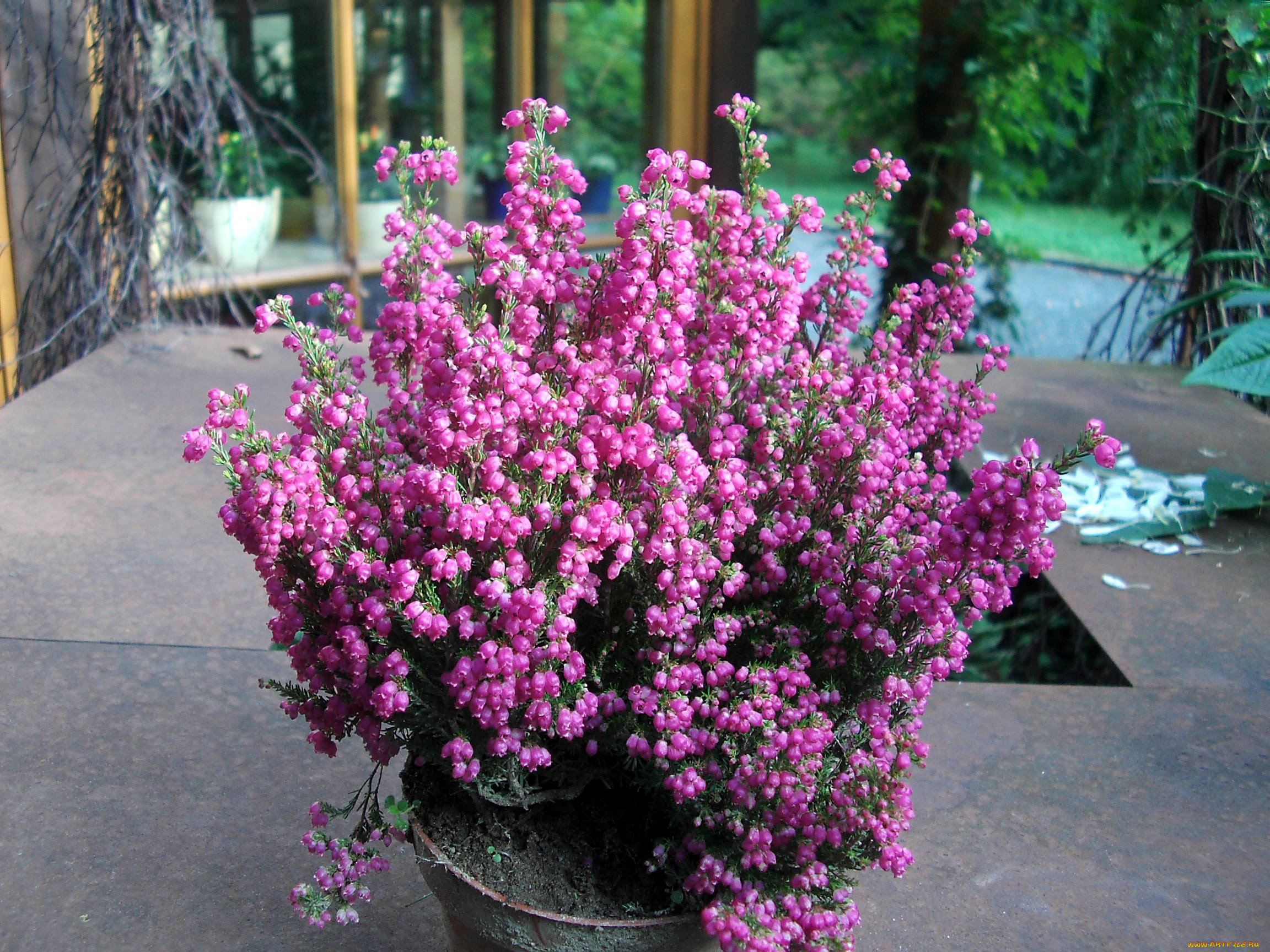 вереск, обыкновенный, цветы, эрики