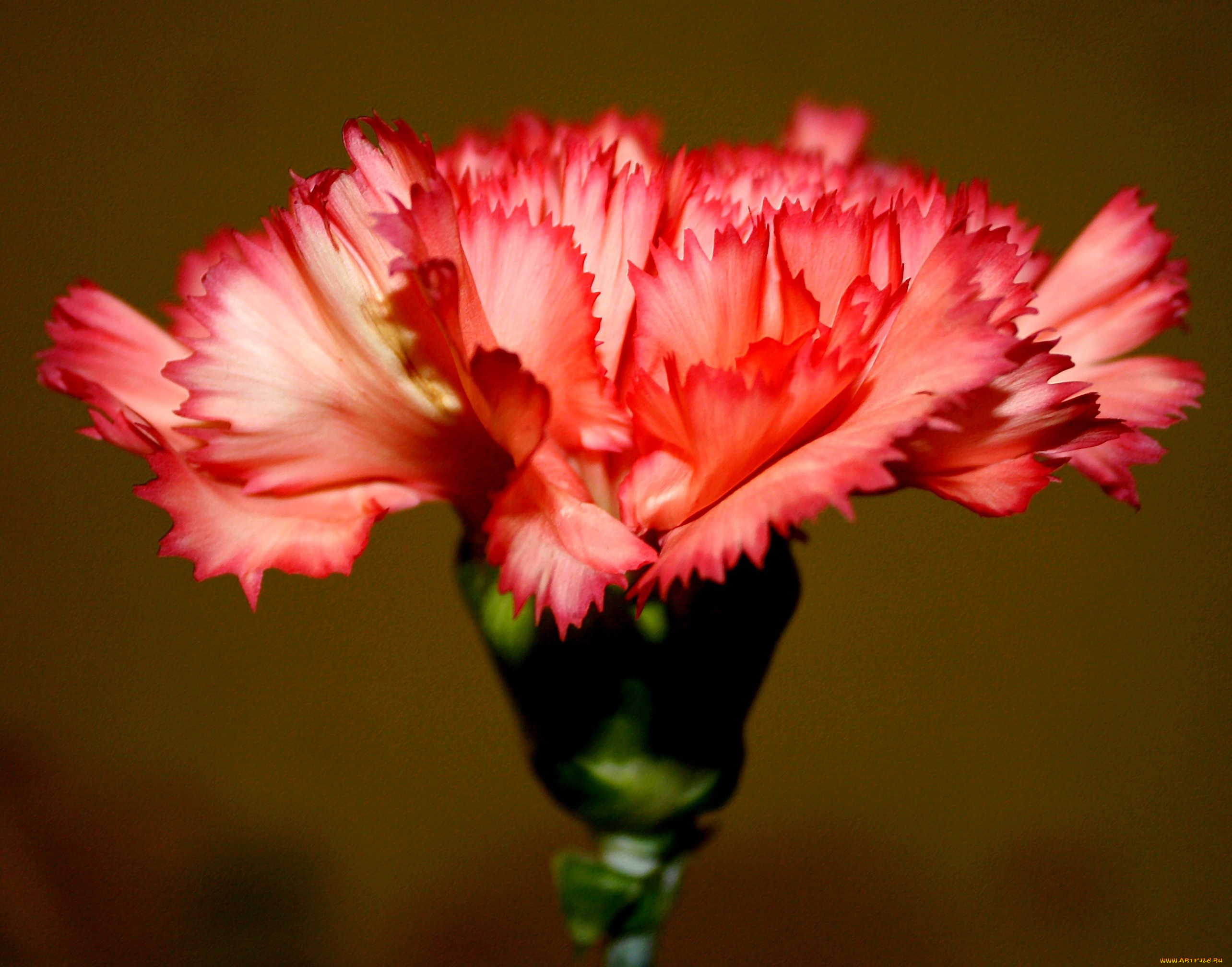 цветы, гвоздики, макро