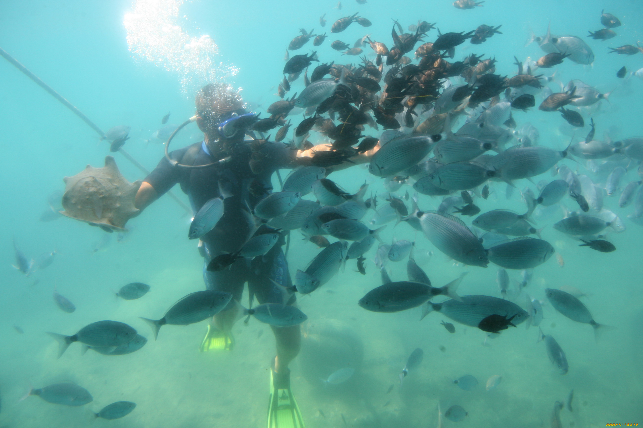 животные, рыбы, аквалангист, косяк