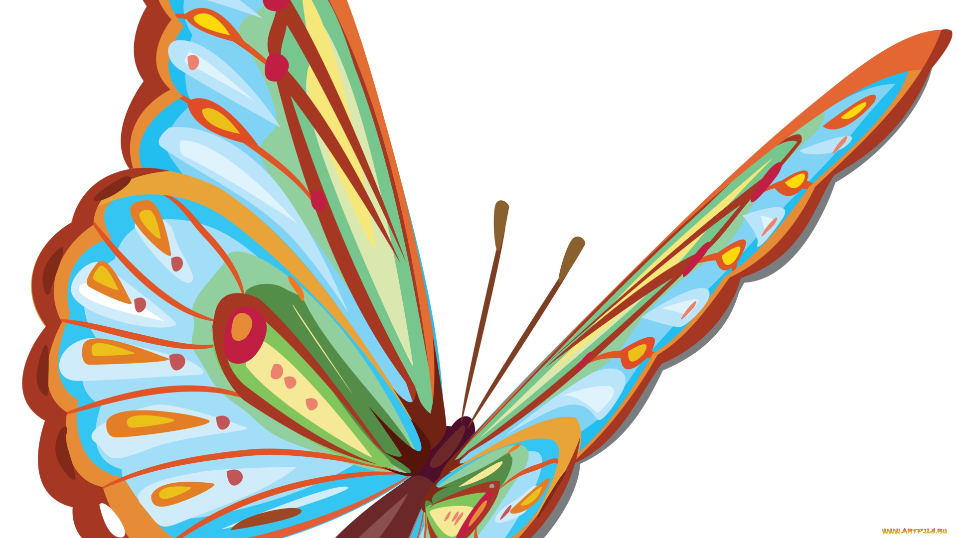 векторная, графика, бабочка