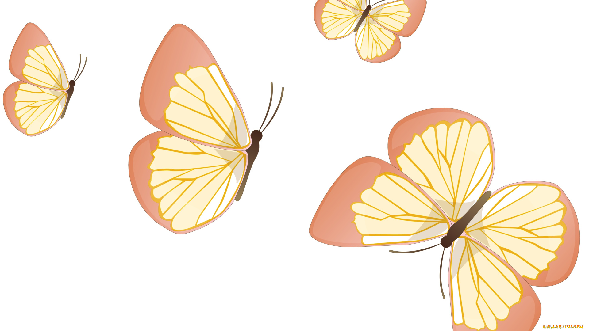 векторная, графика, бабочки