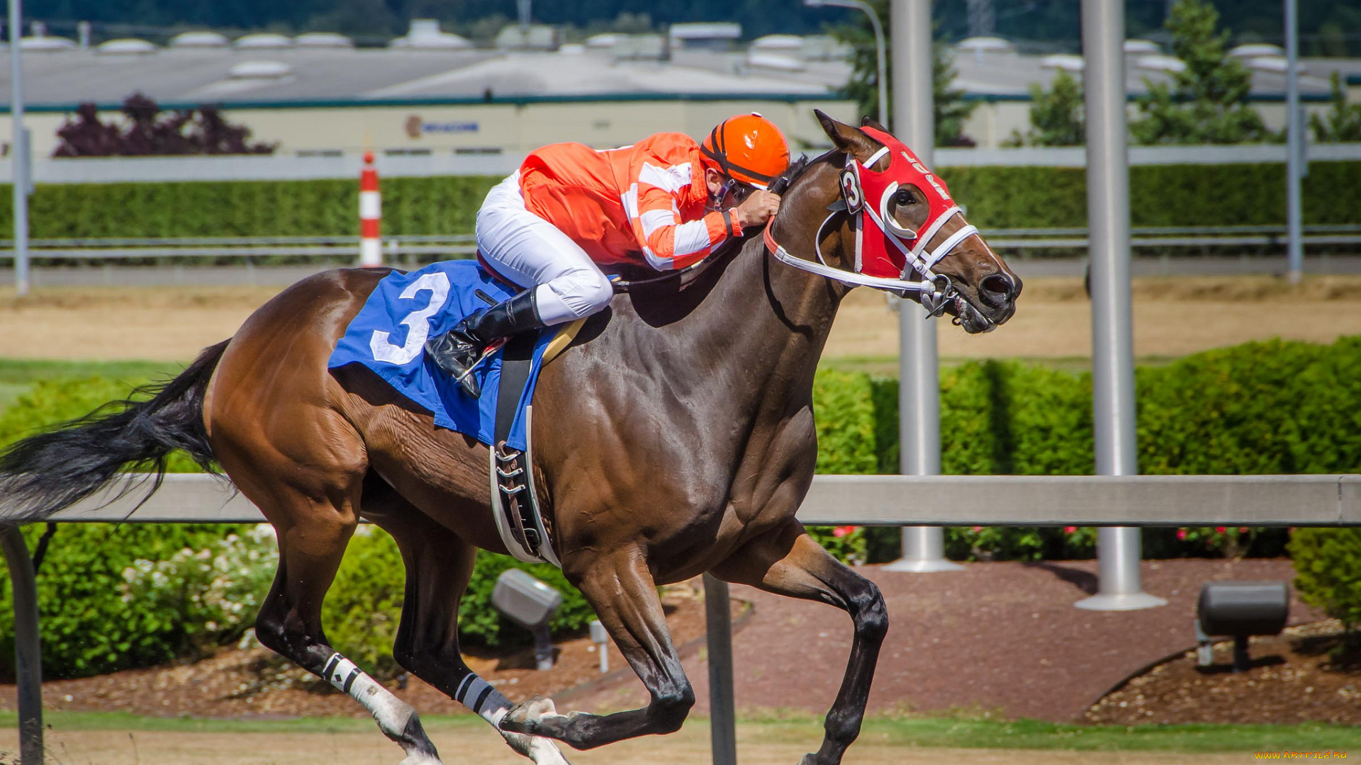 спорт, конный, спорт, ипподром, лошадь, скачки, жокей