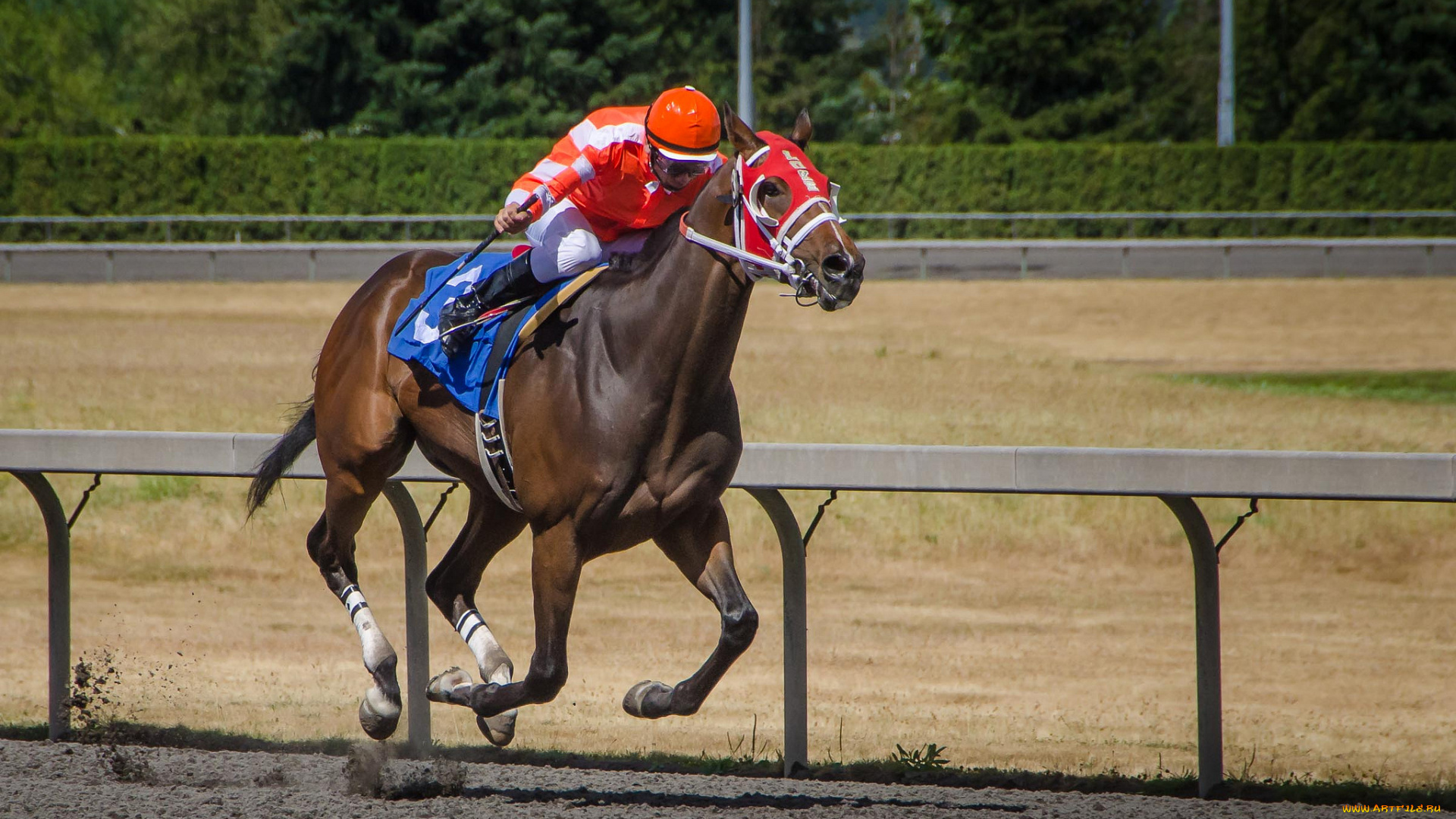 спорт, конный, спорт, скачки, жокей, лошадь, ипподром