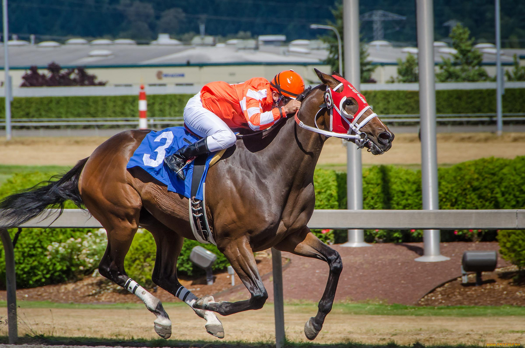 спорт, конный, спорт, ипподром, лошадь, скачки, жокей