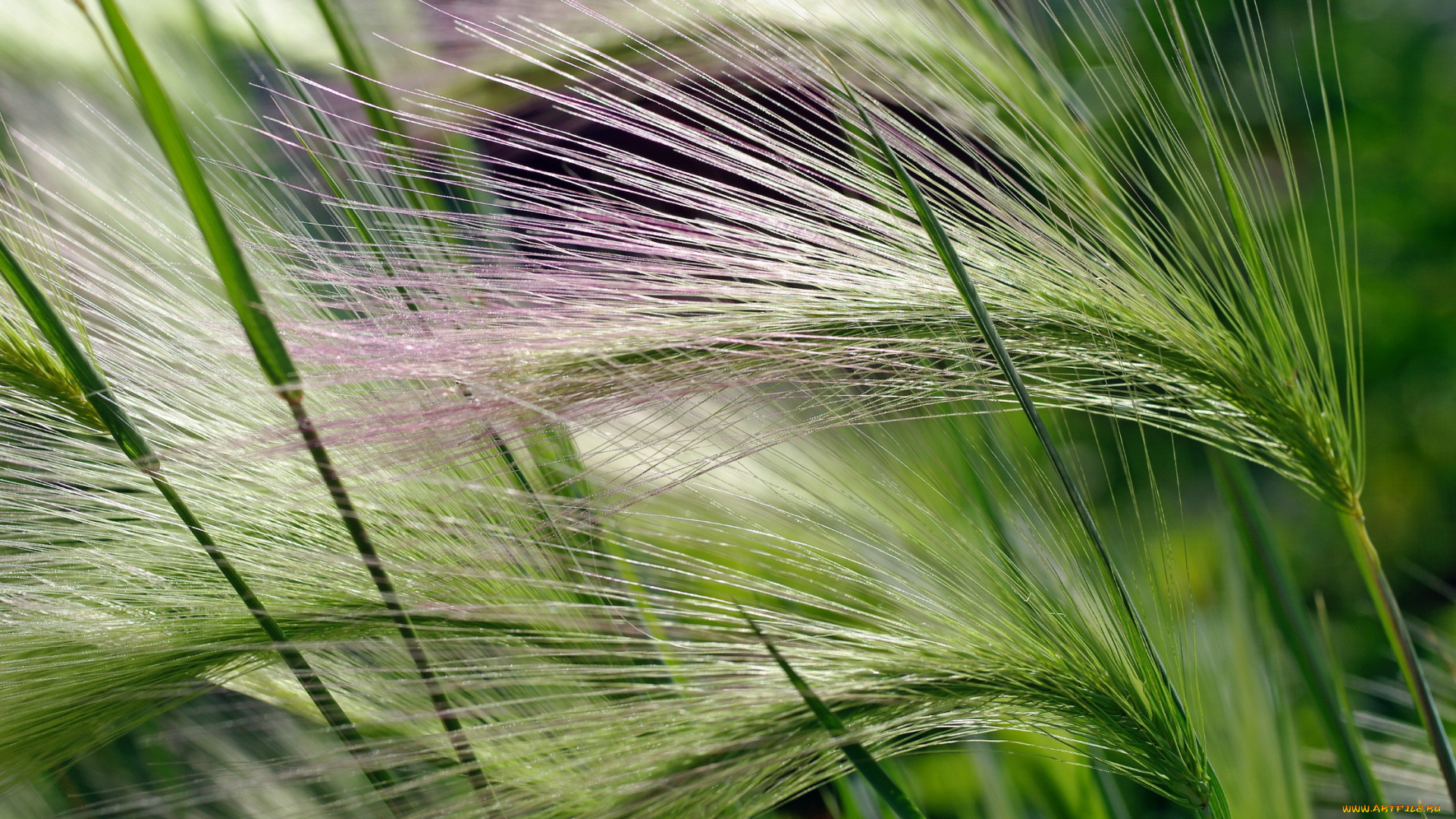 природа, макро, растение, зеленый, метелка