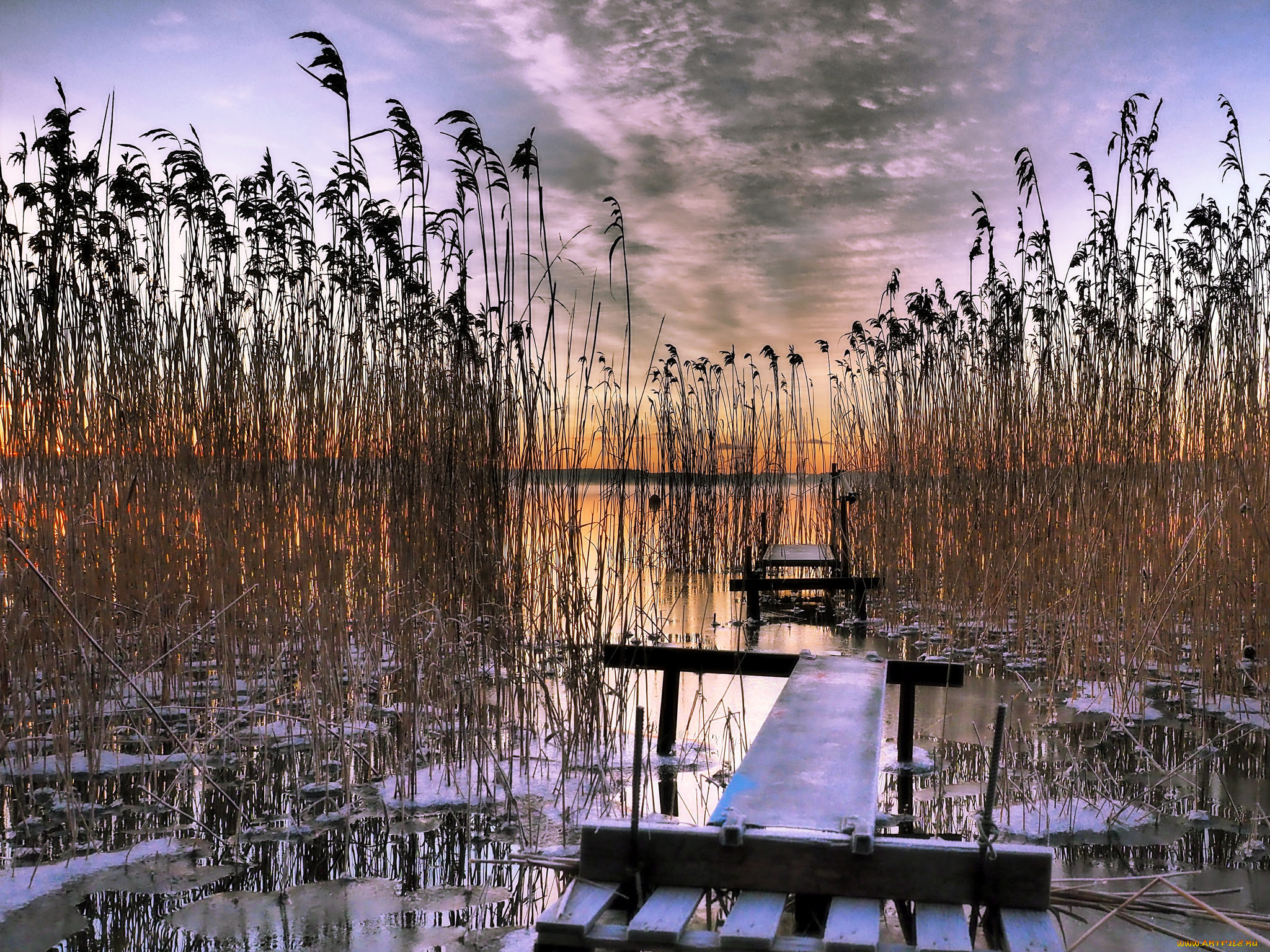 природа, реки, озера, камыш