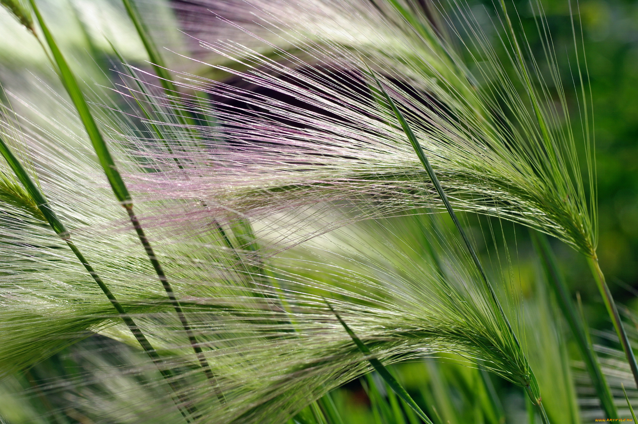 природа, макро, растение, зеленый, метелка