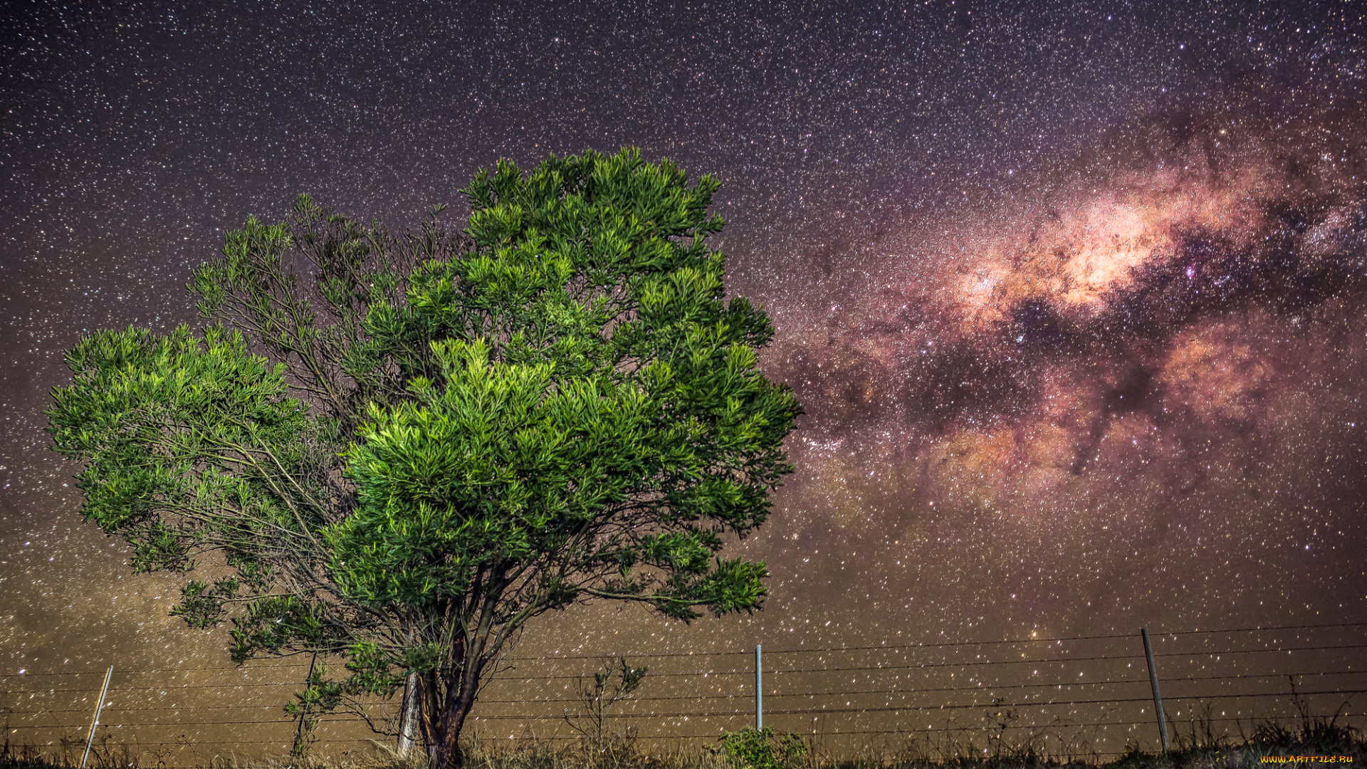 природа, деревья, ночь