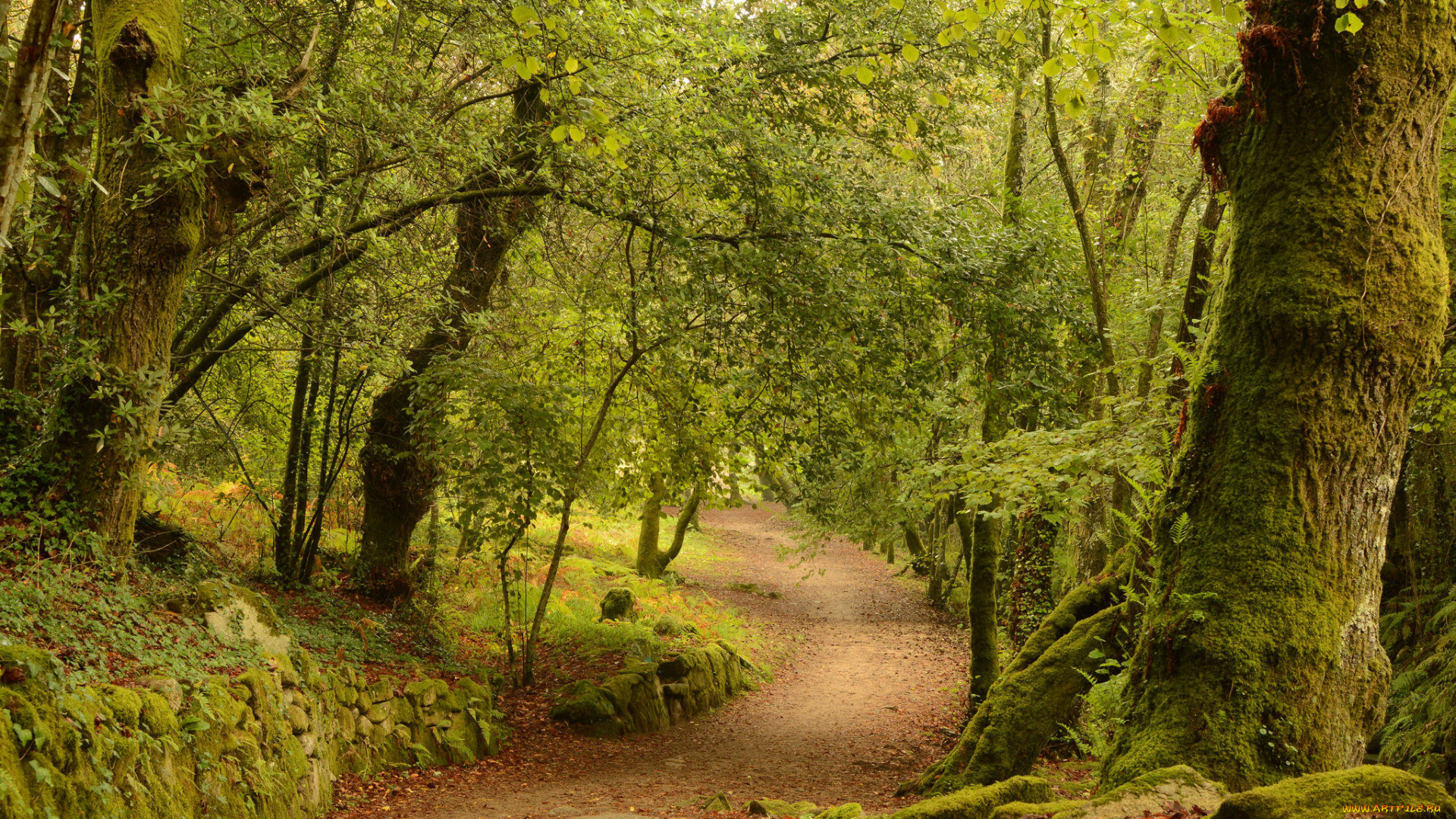 природа, дороги, сальнес, галисия, испания, лес, деревья, дорога