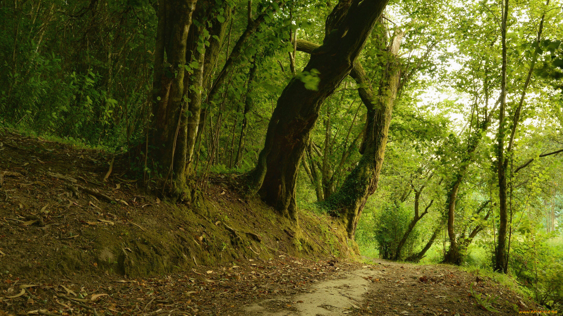 природа, дороги, сальнес, галисия, испания, лес, деревья, дорога
