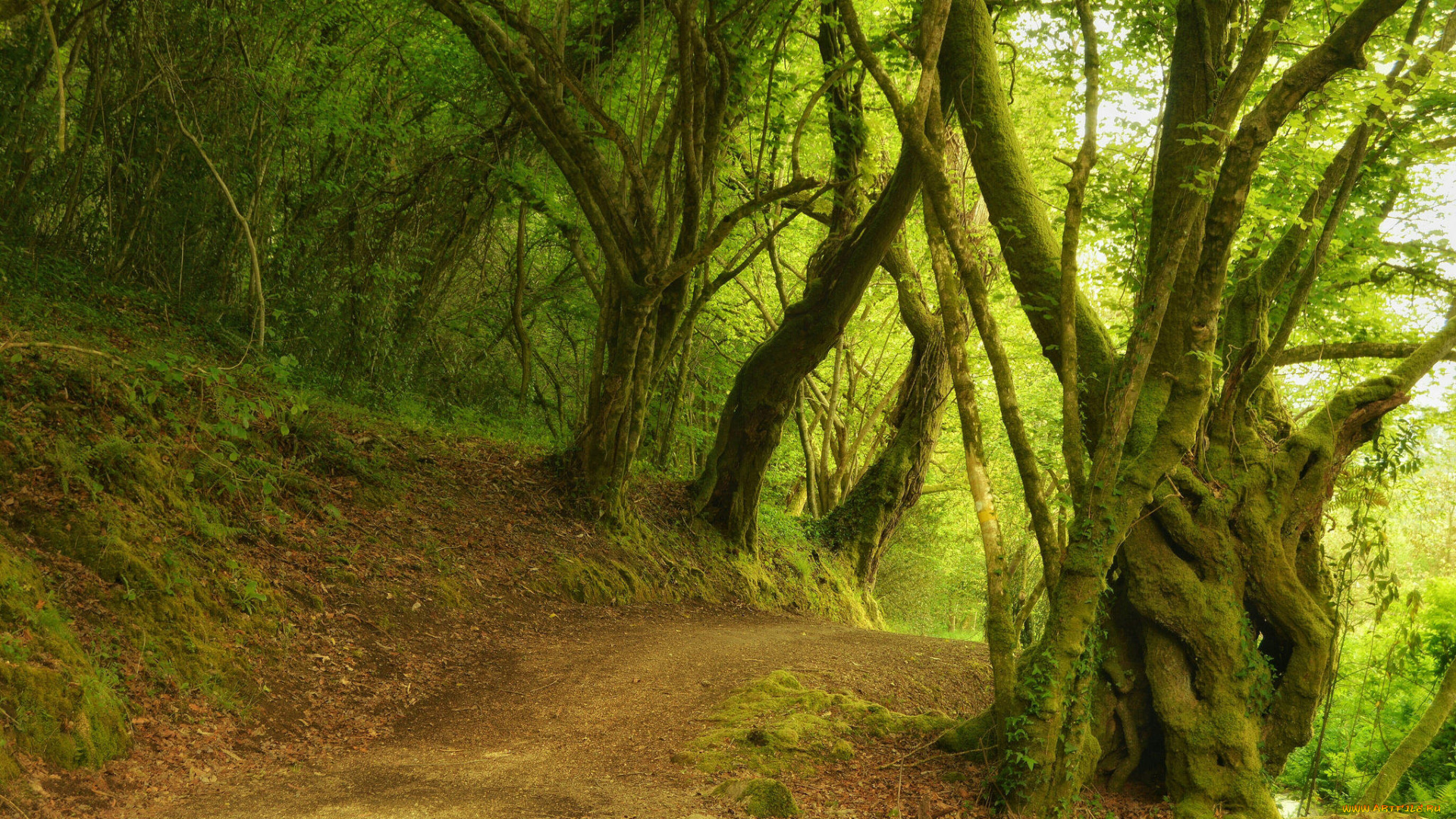 природа, дороги, сальнес, галисия, испания, лес, деревья, дорога