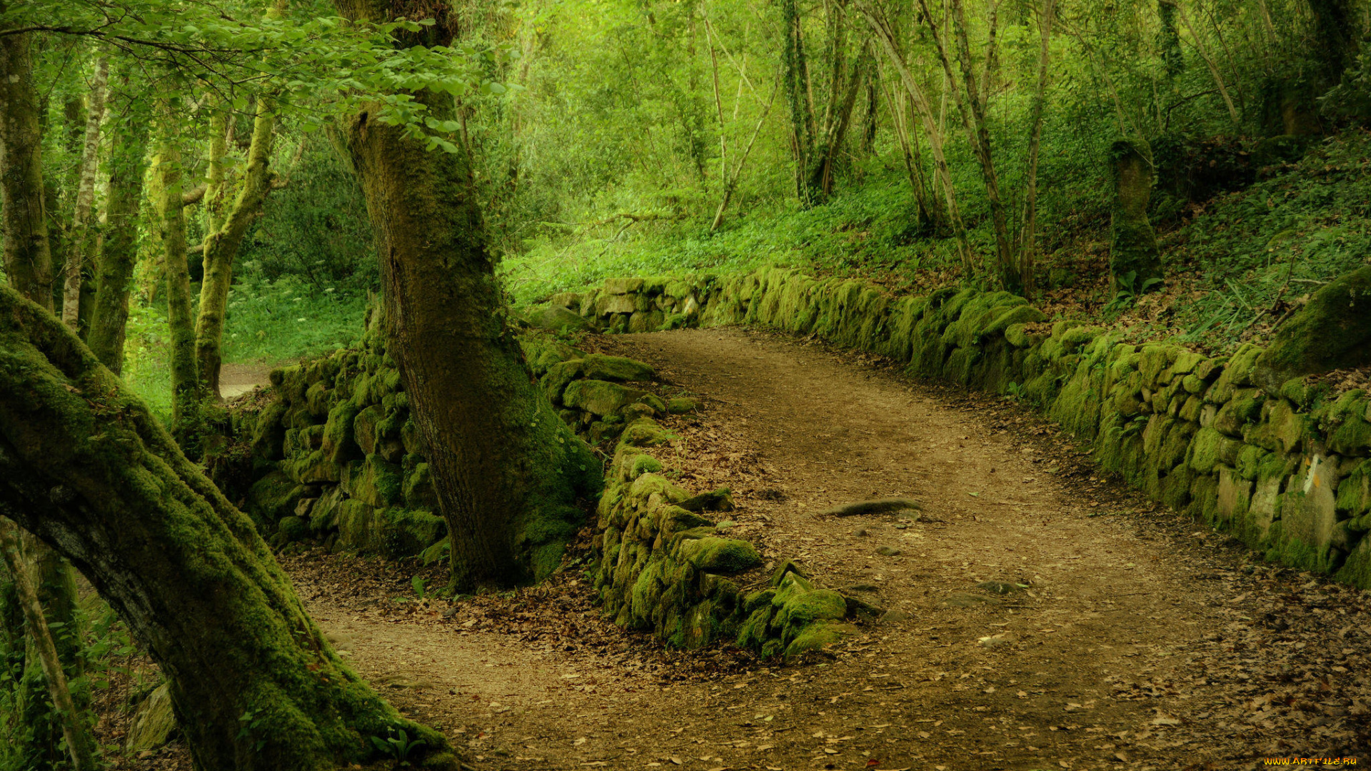 природа, дороги, сальнес, галисия, испания, лес, деревья, дорога