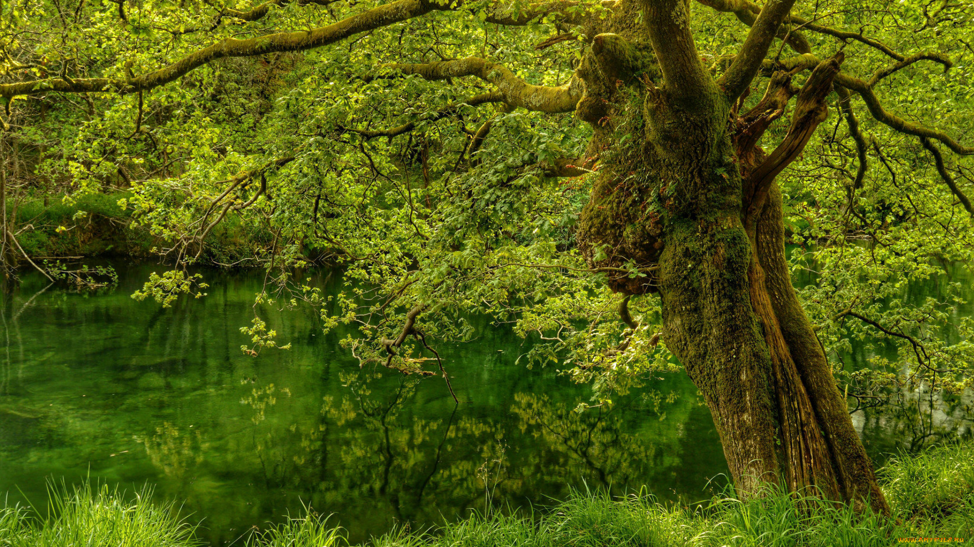 природа, лес, дерево, водоём