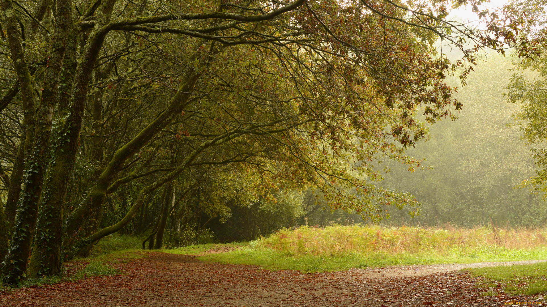природа, лес, деревья, поляна, дорога, пейзаж