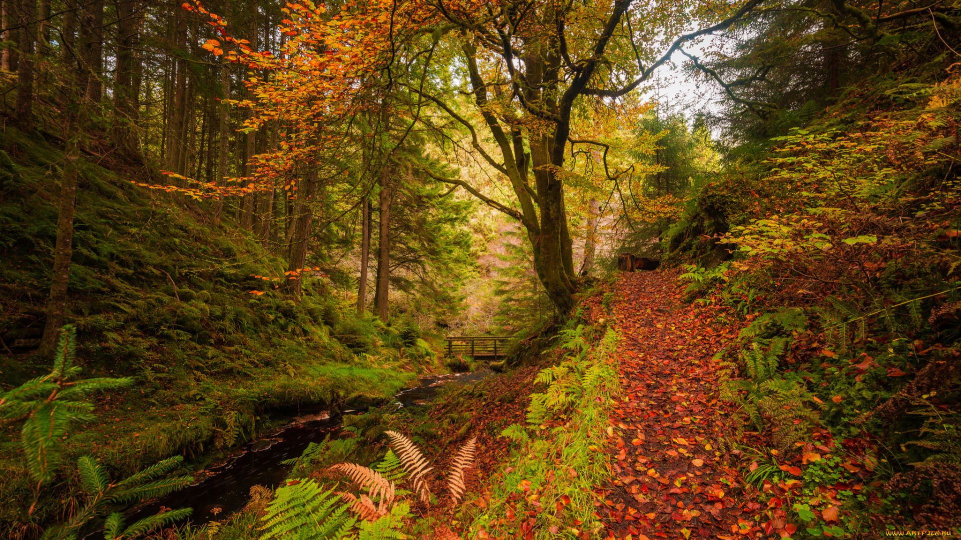 природа, лес, река