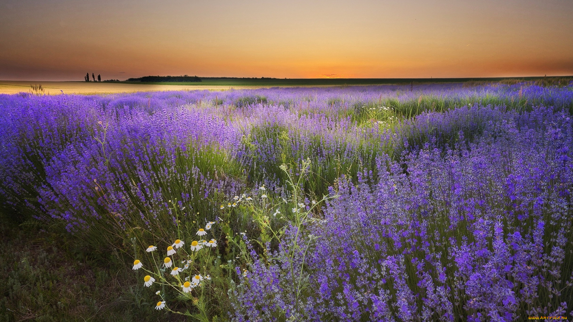 природа, луга, лаванда, ромашка