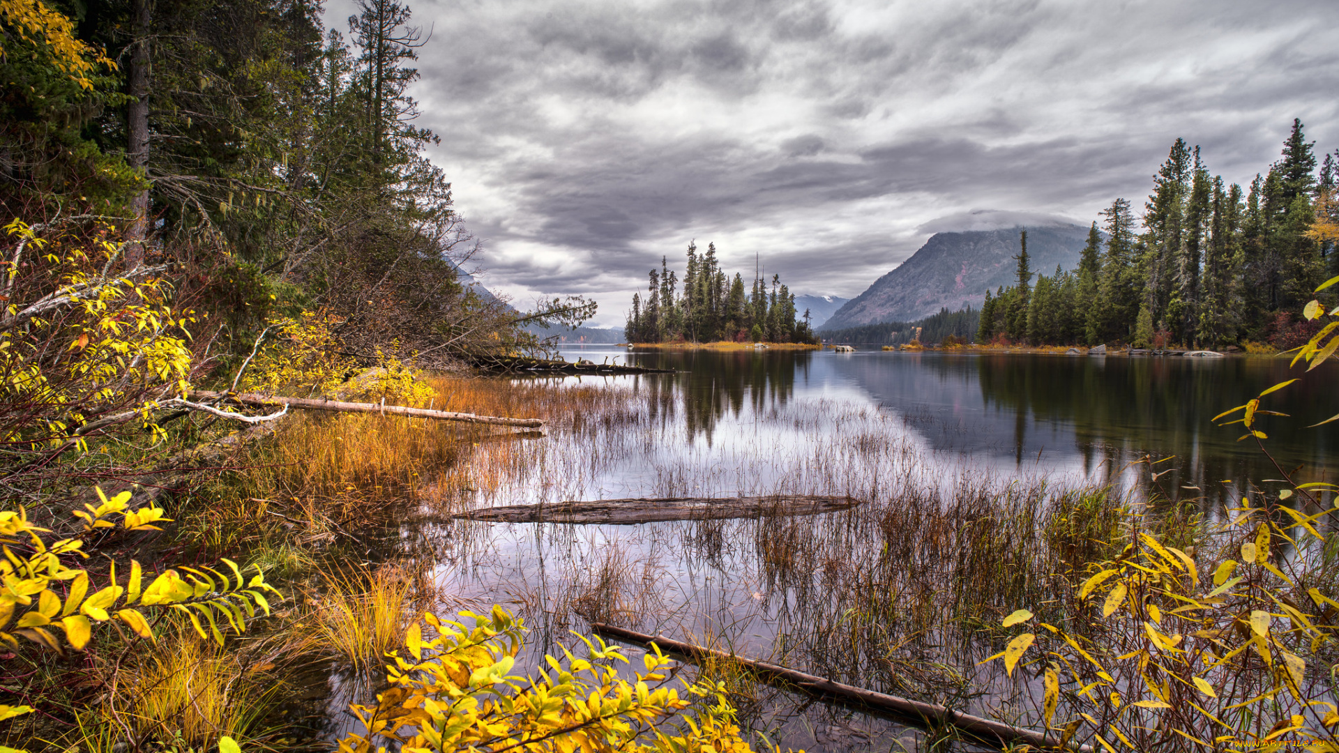 природа, реки, озера, лес, река