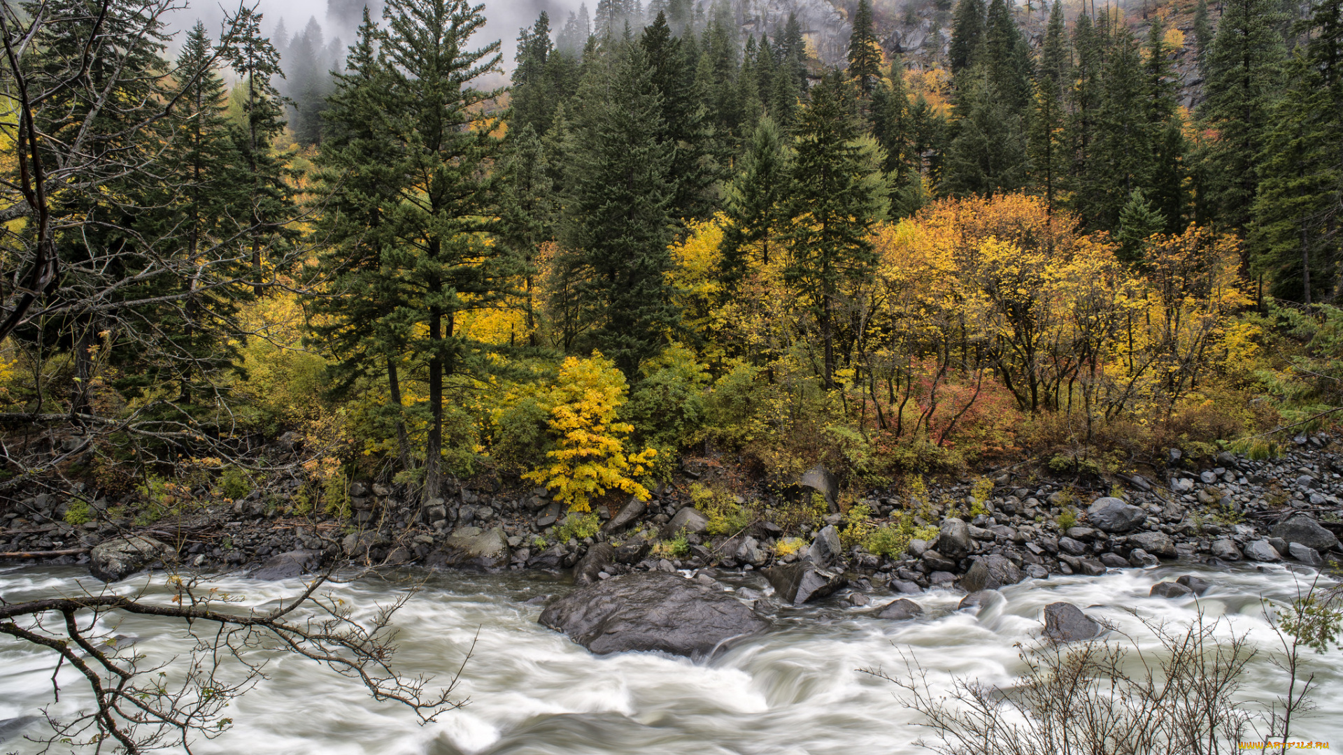 природа, реки, озера, лес, река