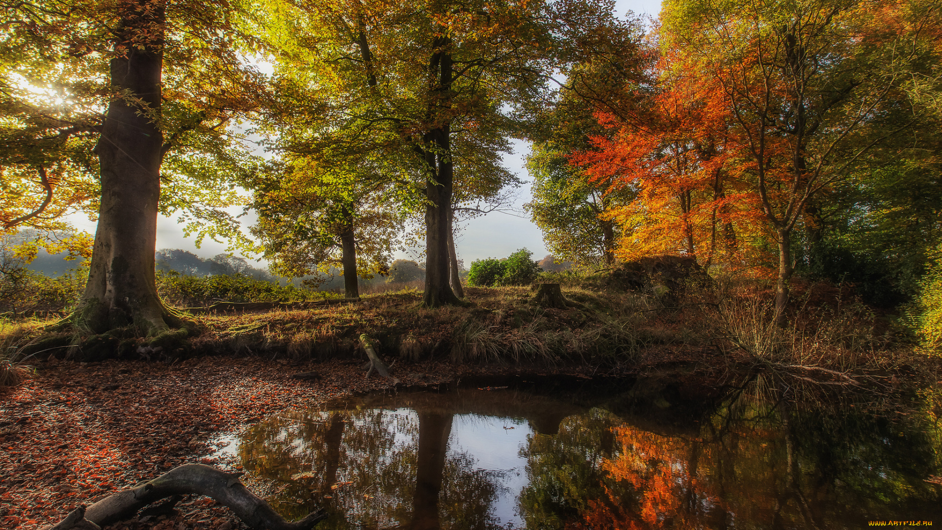 природа, реки, озера, лес, река