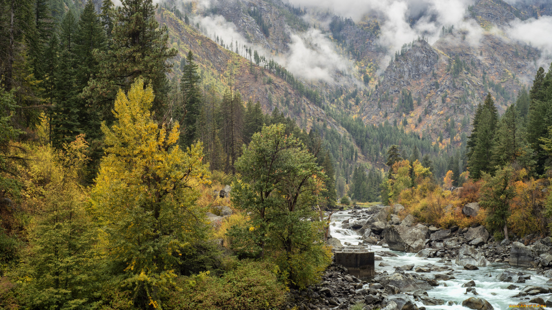 природа, реки, озера, река, лес