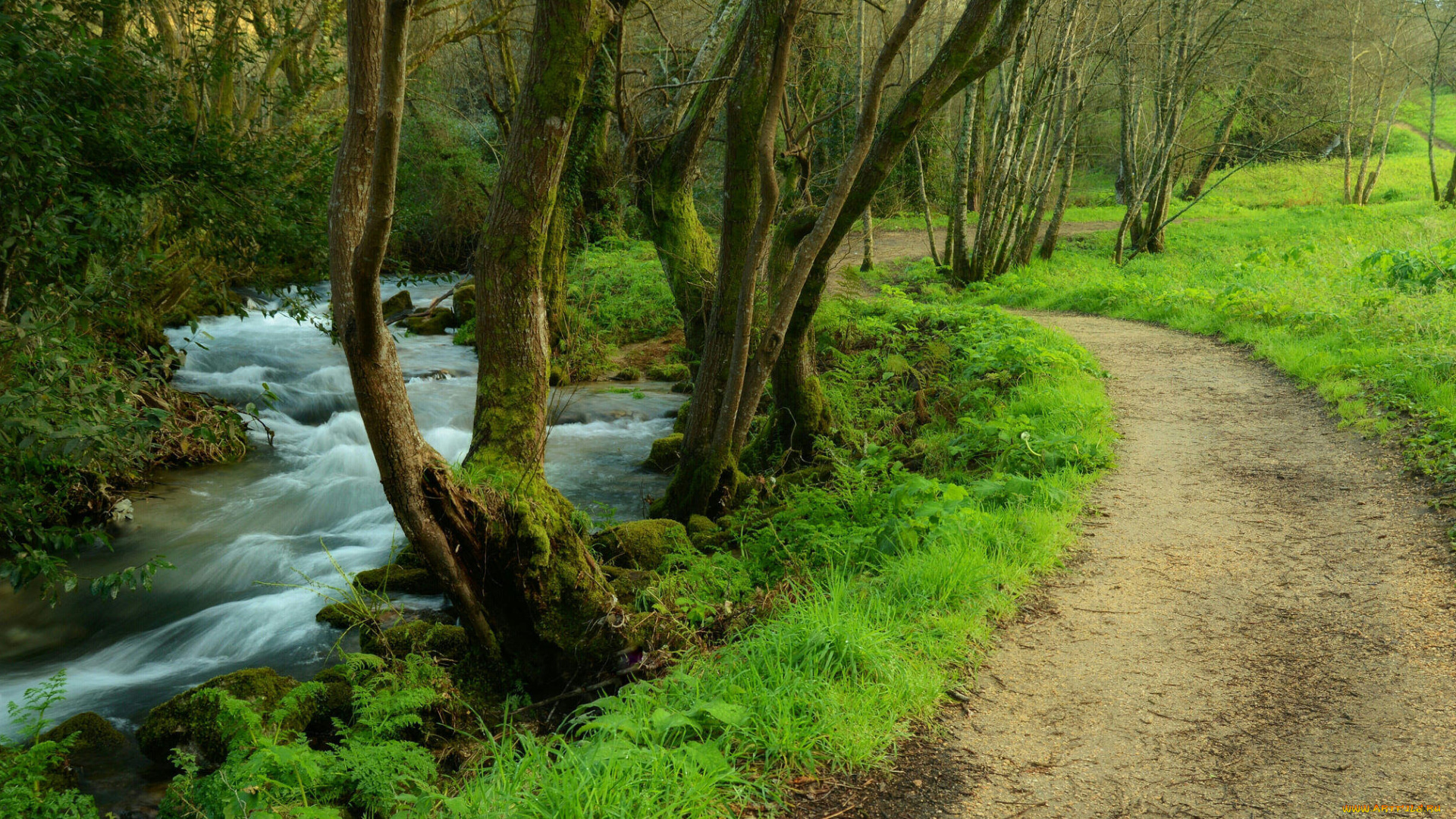 природа, реки, озера, сальнес, галисия, испания, лес, деревья