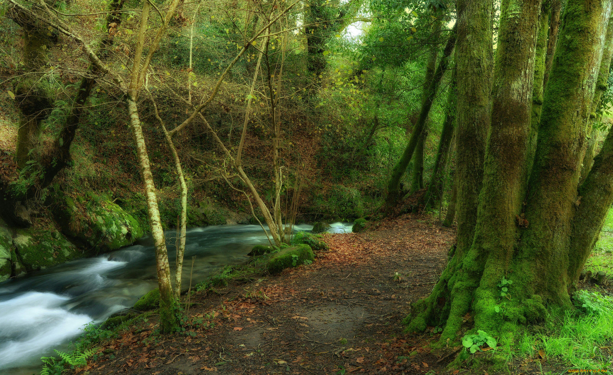 природа, реки, озера, сальнес, галисия, испания, лес, деревья