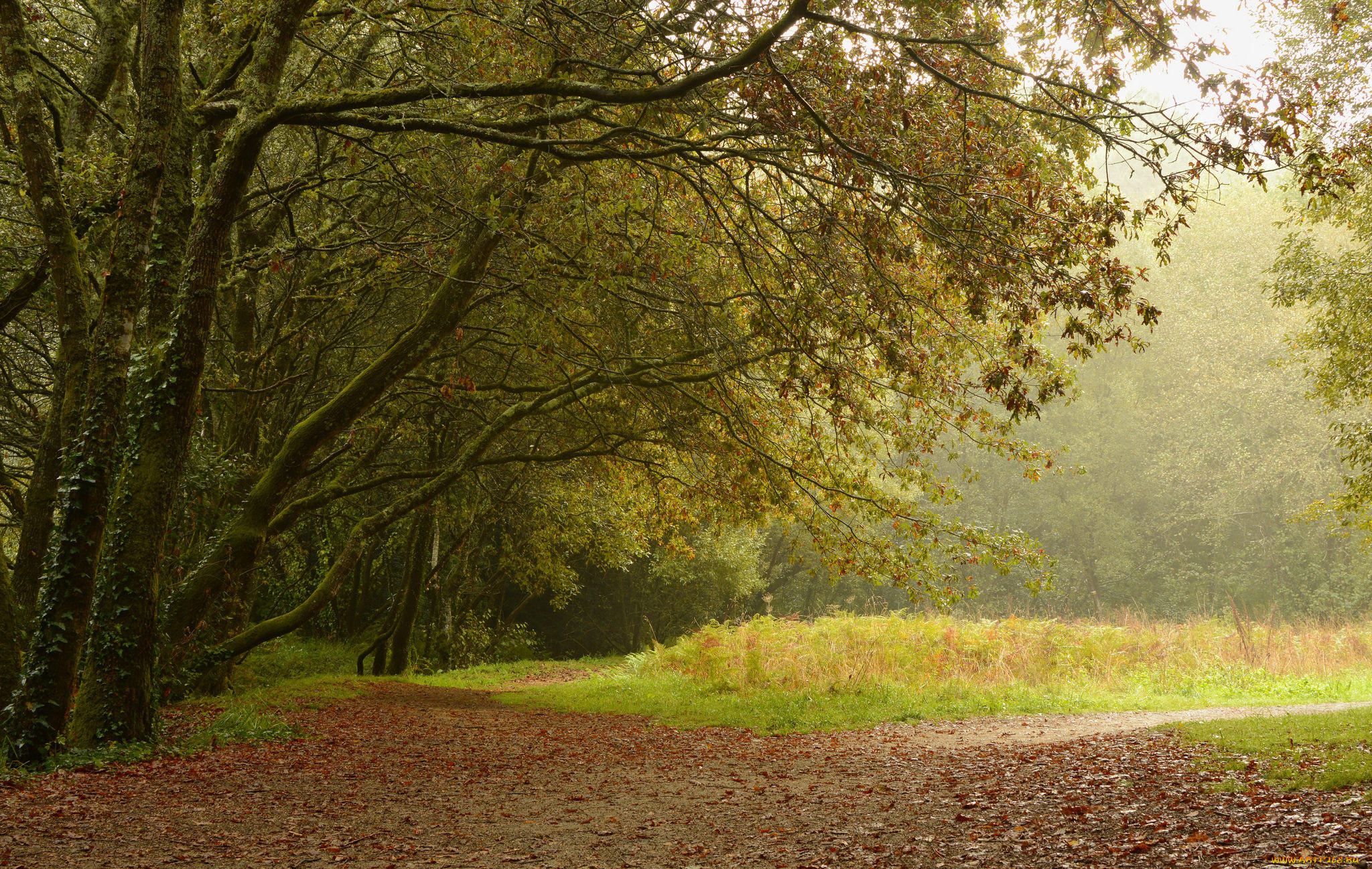 природа, лес, деревья, поляна, дорога, пейзаж