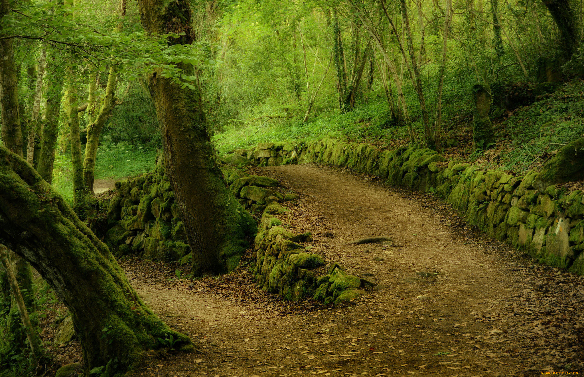 природа, дороги, сальнес, галисия, испания, лес, деревья, дорога