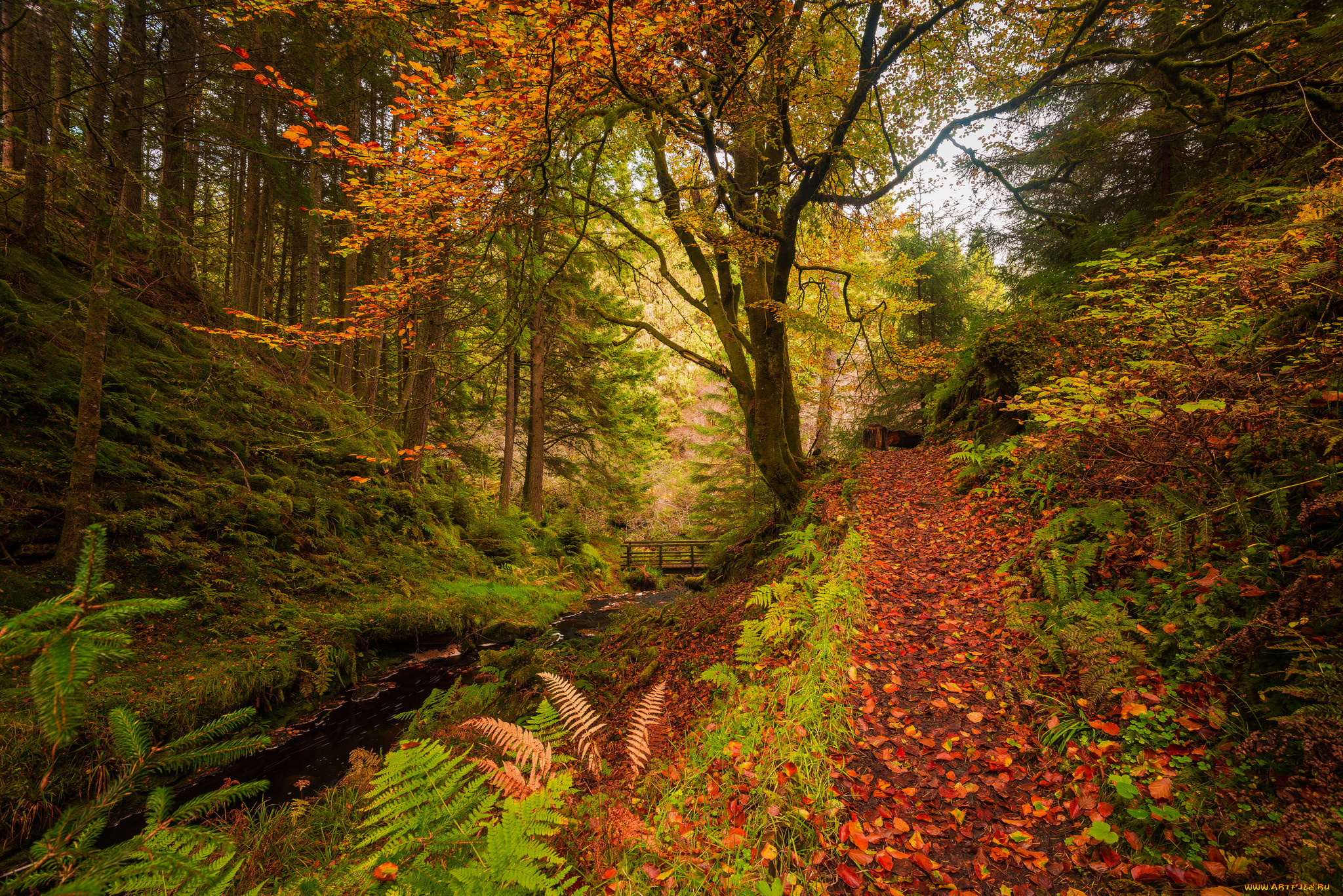 природа, лес, река