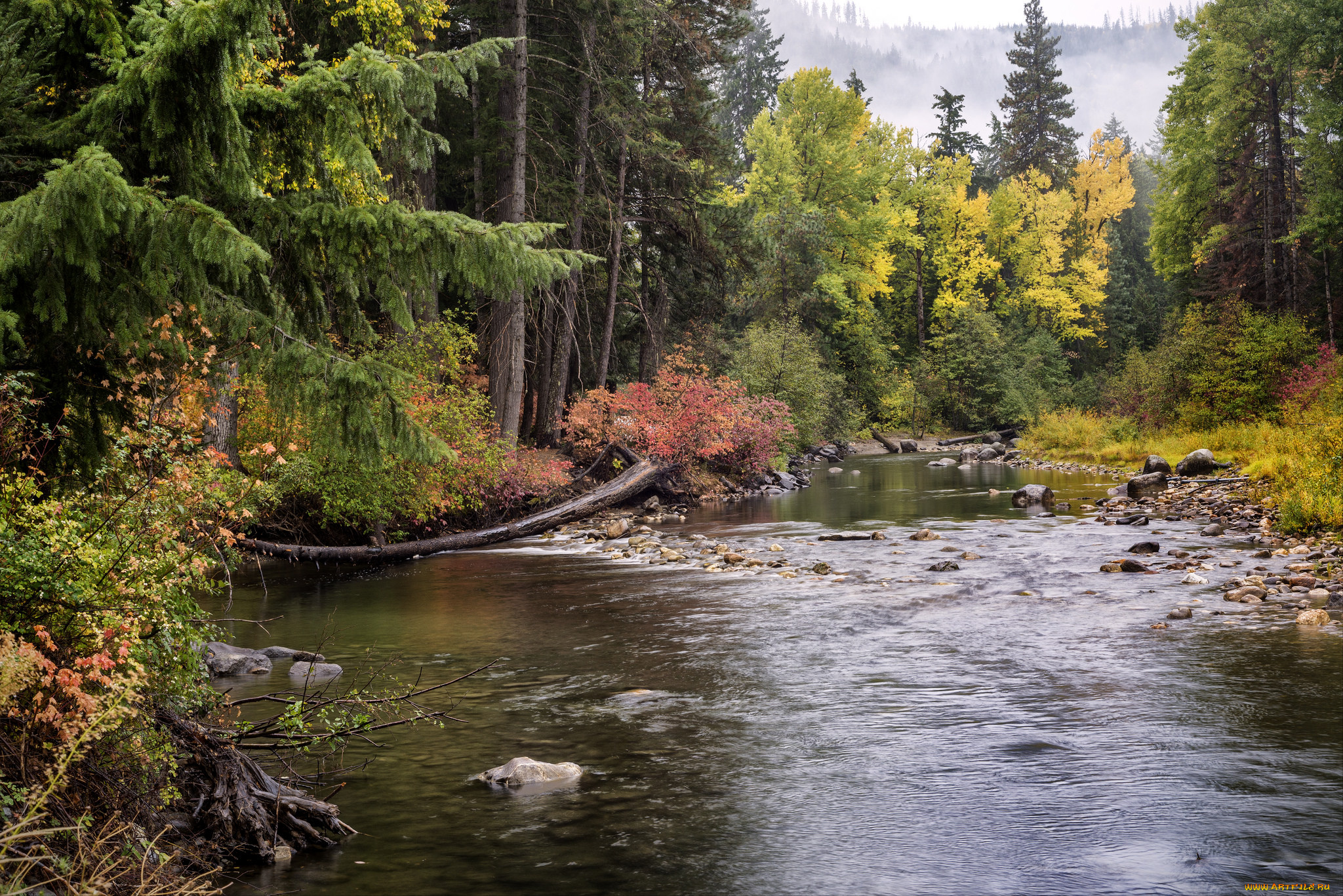 природа, реки, озера, лес, река
