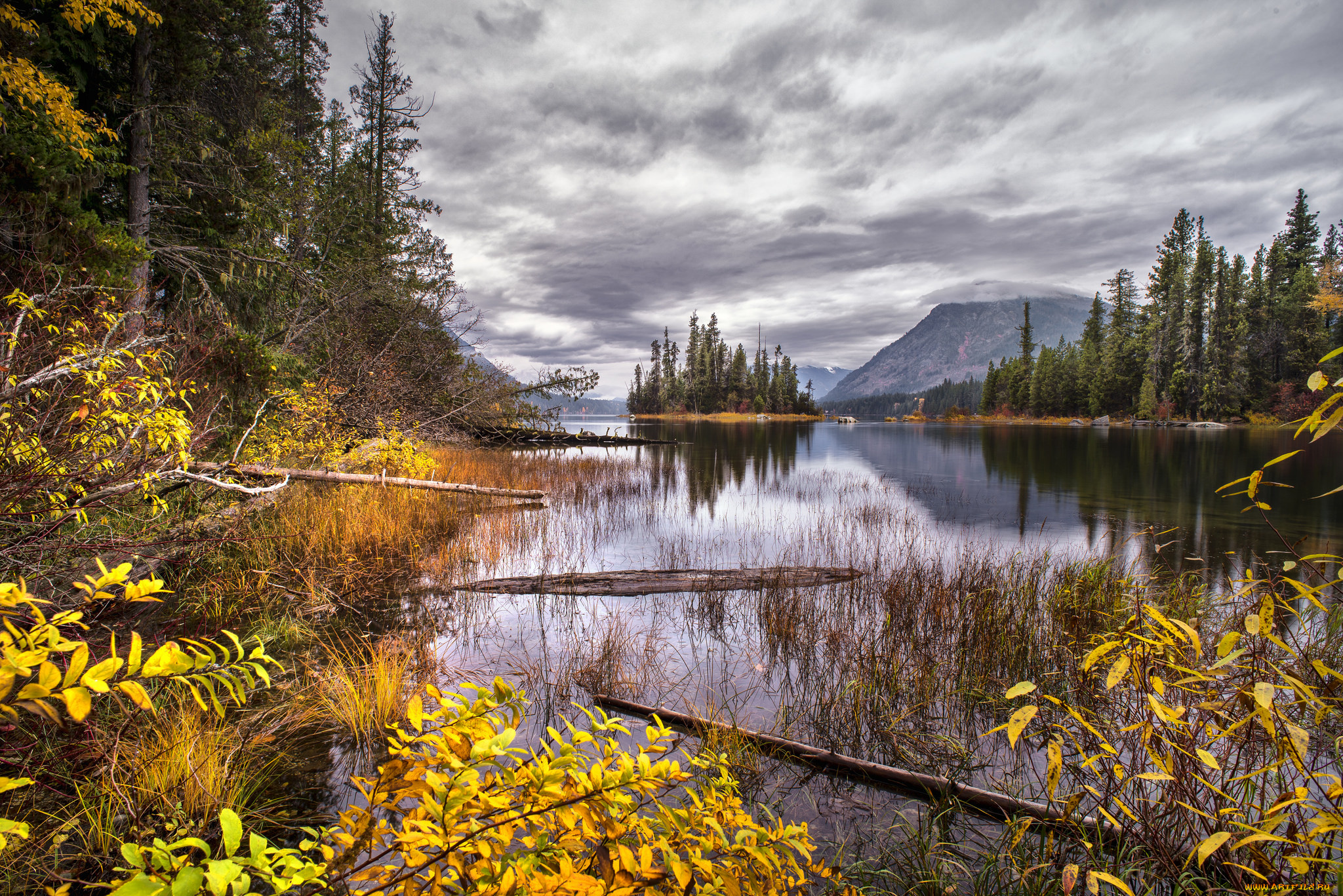 природа, реки, озера, лес, река