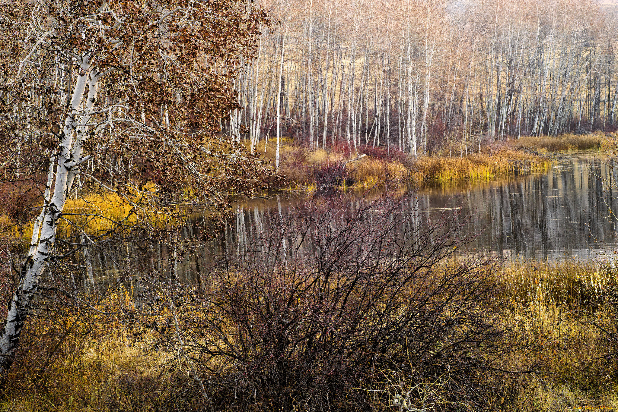 природа, реки, озера, река, лес