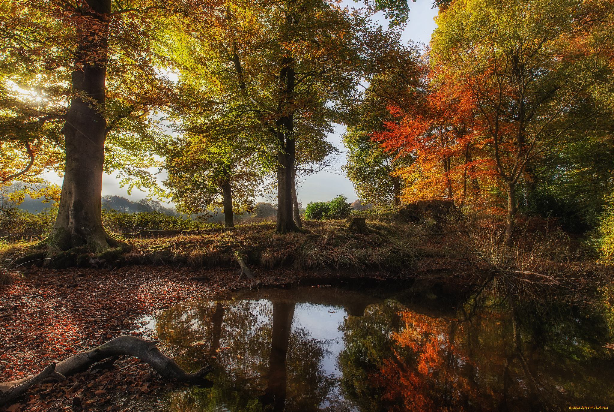 природа, реки, озера, лес, река