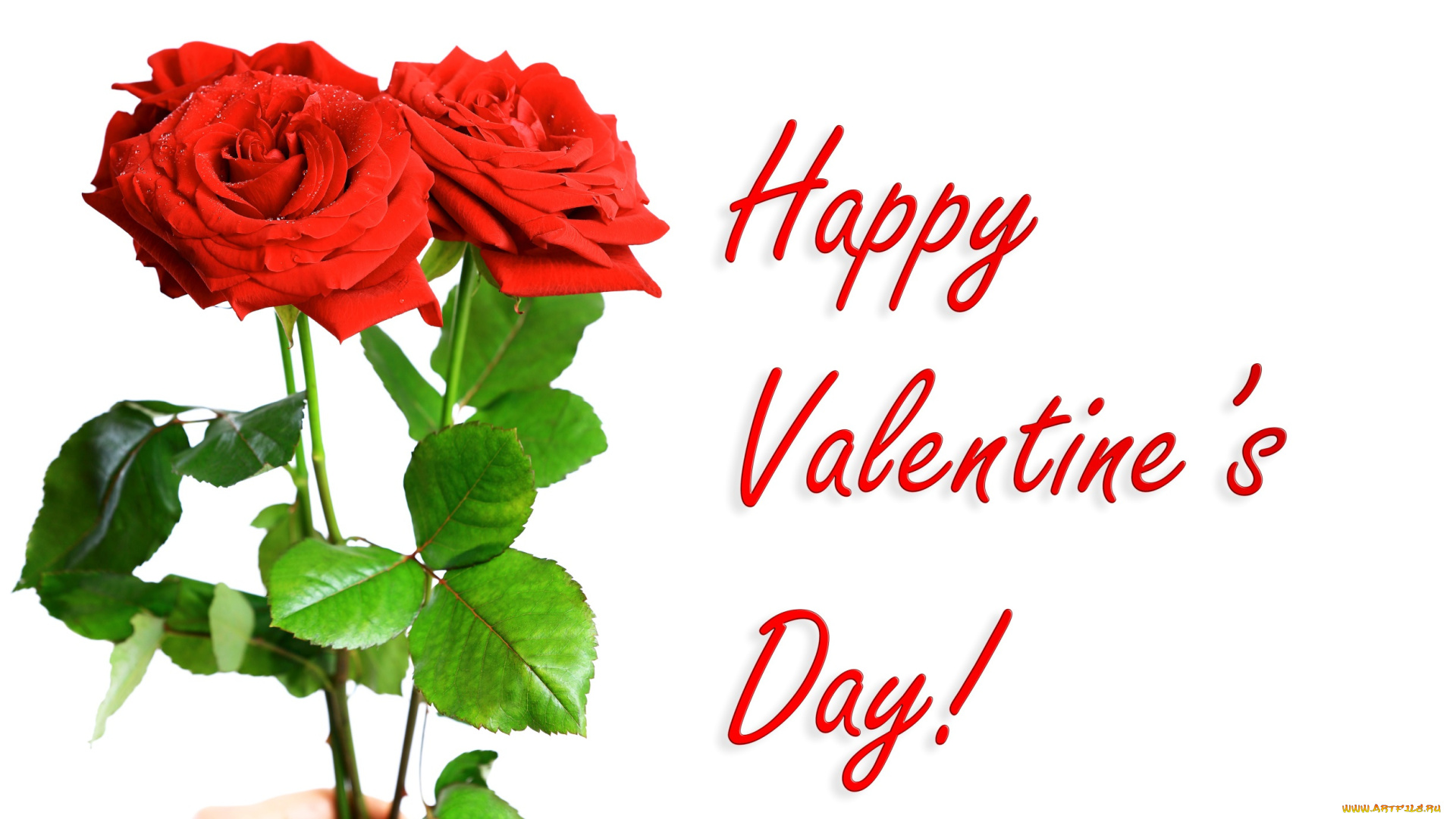 праздничные, день, святого, валентина, , сердечки, , любовь, три, красных, розы