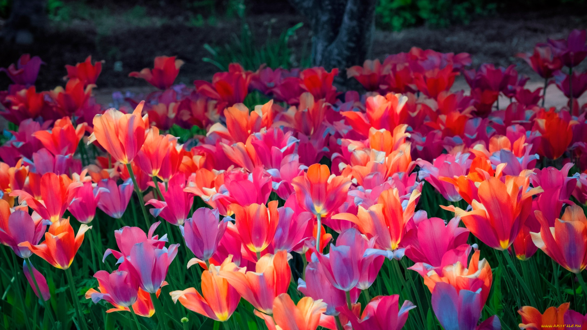 цветы, тюльпаны, сад