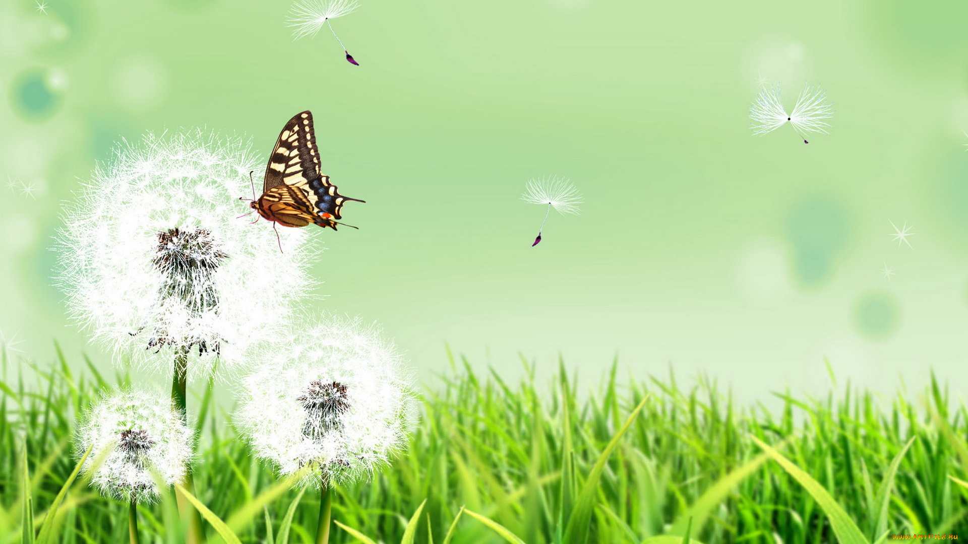разное, компьютерный, дизайн, трава, одуванчики, бабочка
