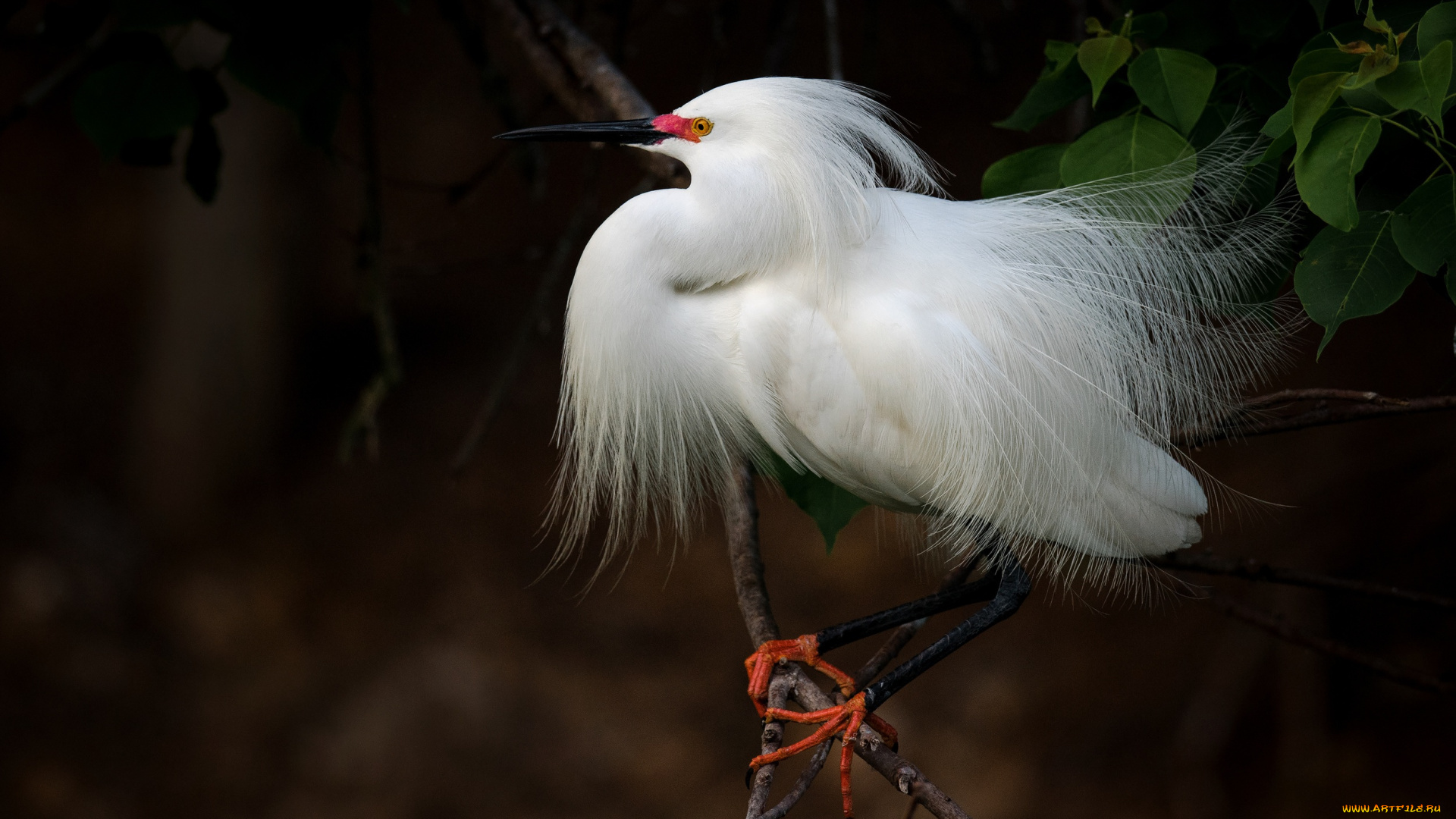 животные, цапли, , выпи, белая, птица, дерево, цапля