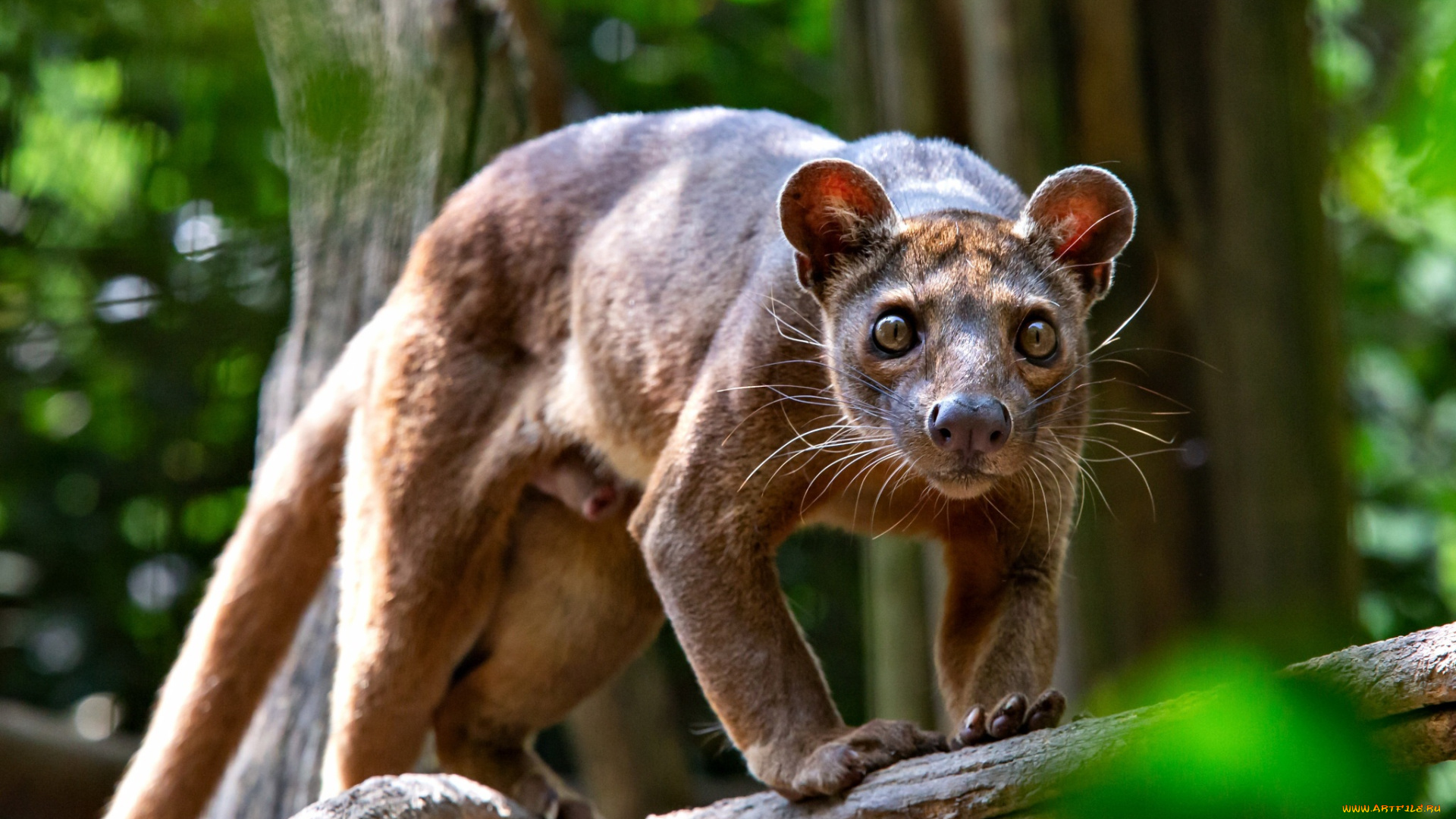 животные, фоссы, фосса