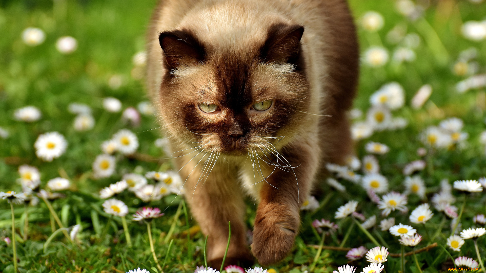 животные, коты, ромашки