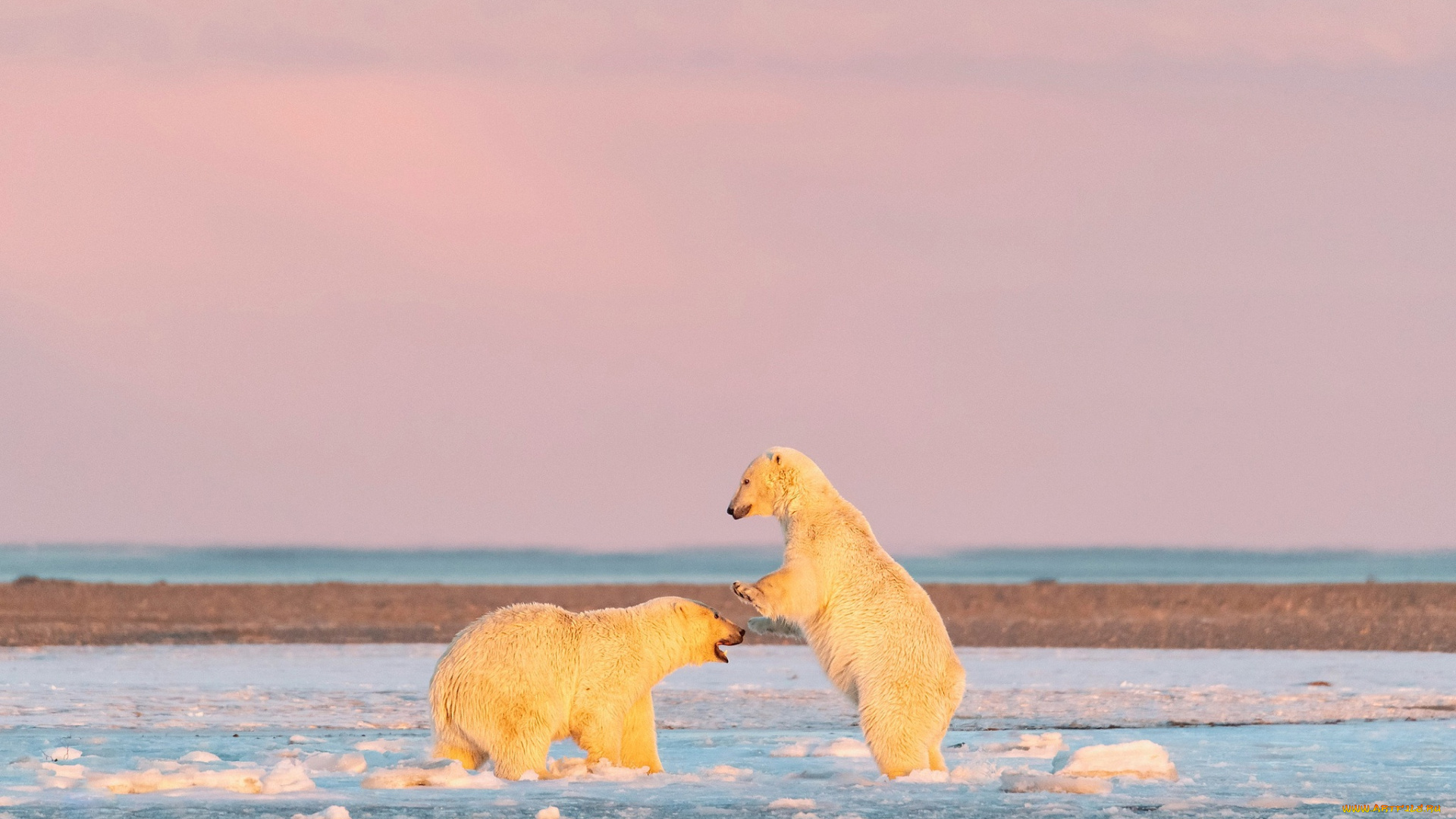 животные, медведи, белый, медведь