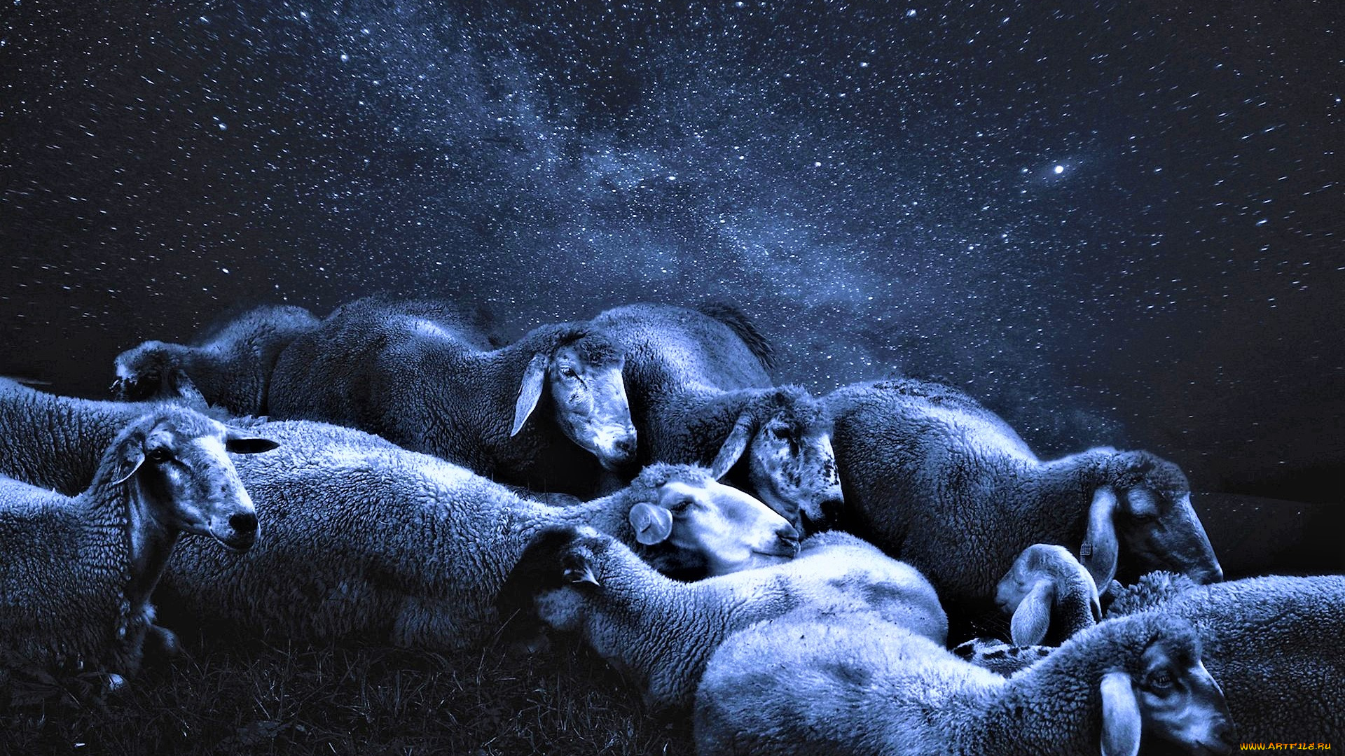 животные, овцы, , бараны, отара, небо, звезды
